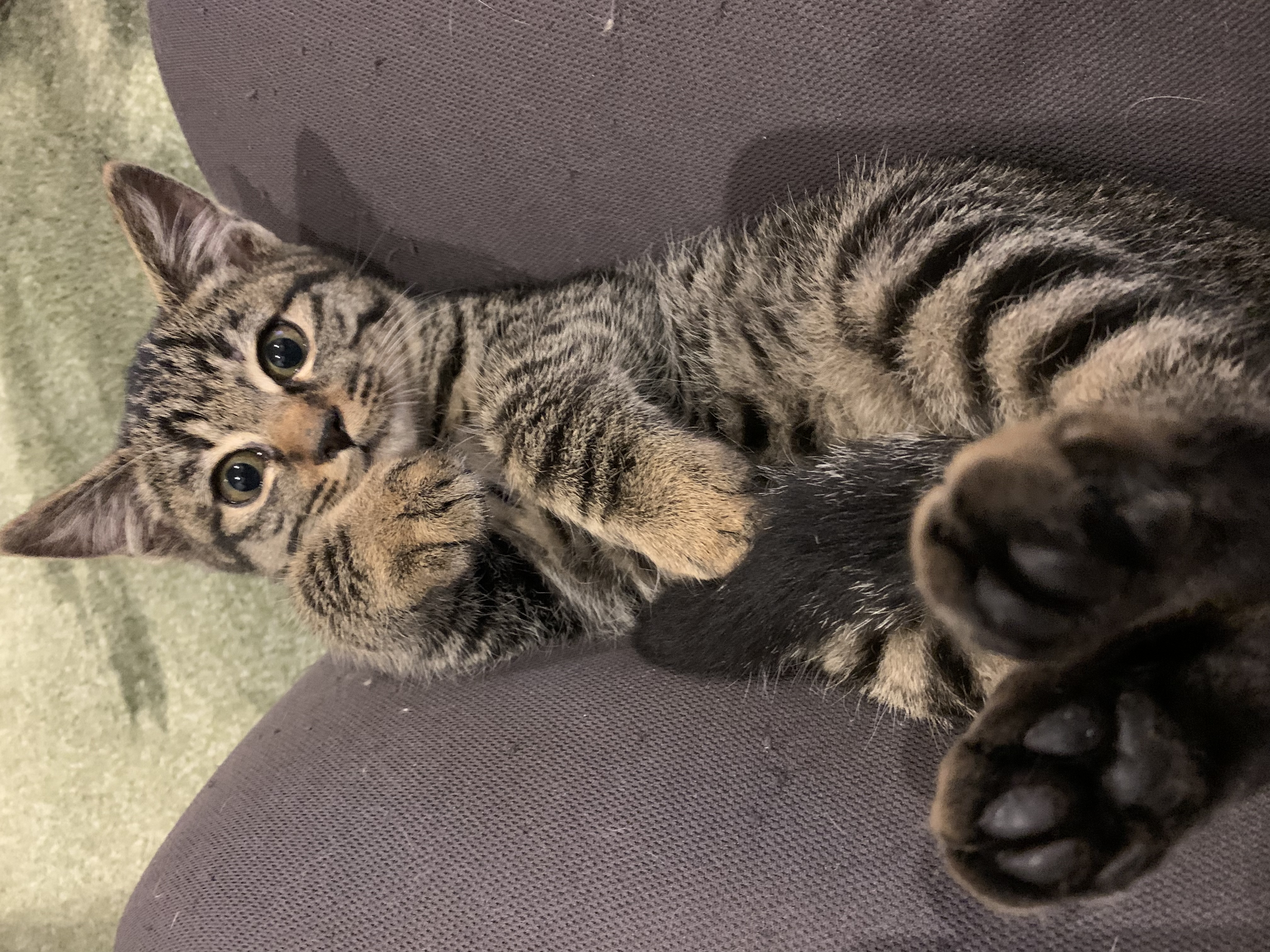 ぴょんさんちの猫ちゃん