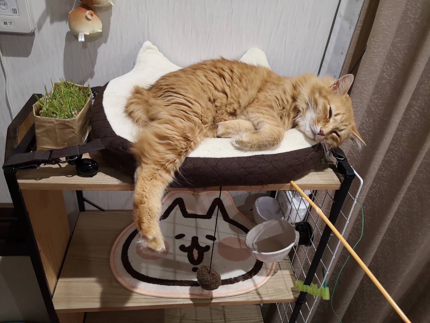 ぴょんさんちの猫ちゃん