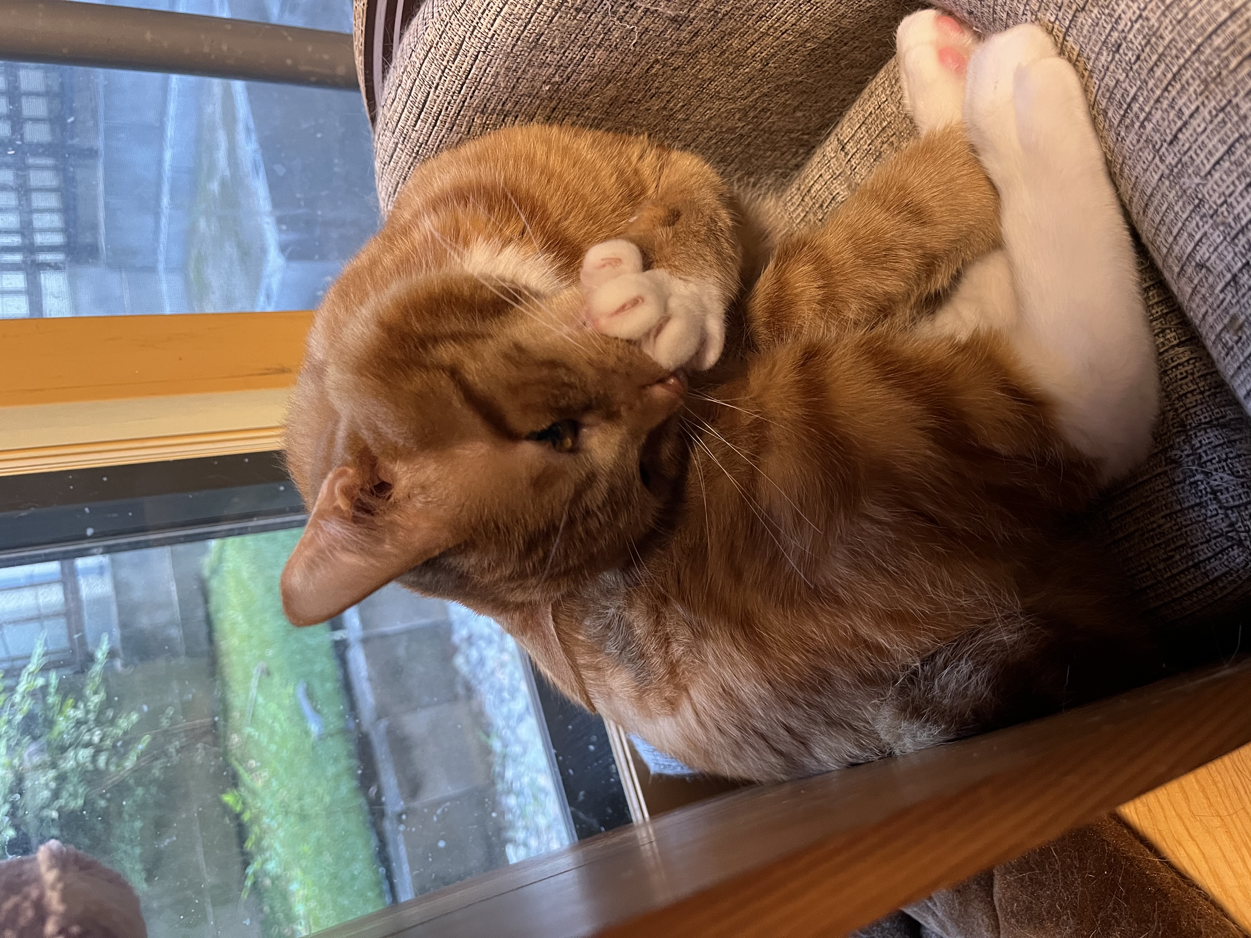 yuktaiさんちの猫ちゃん