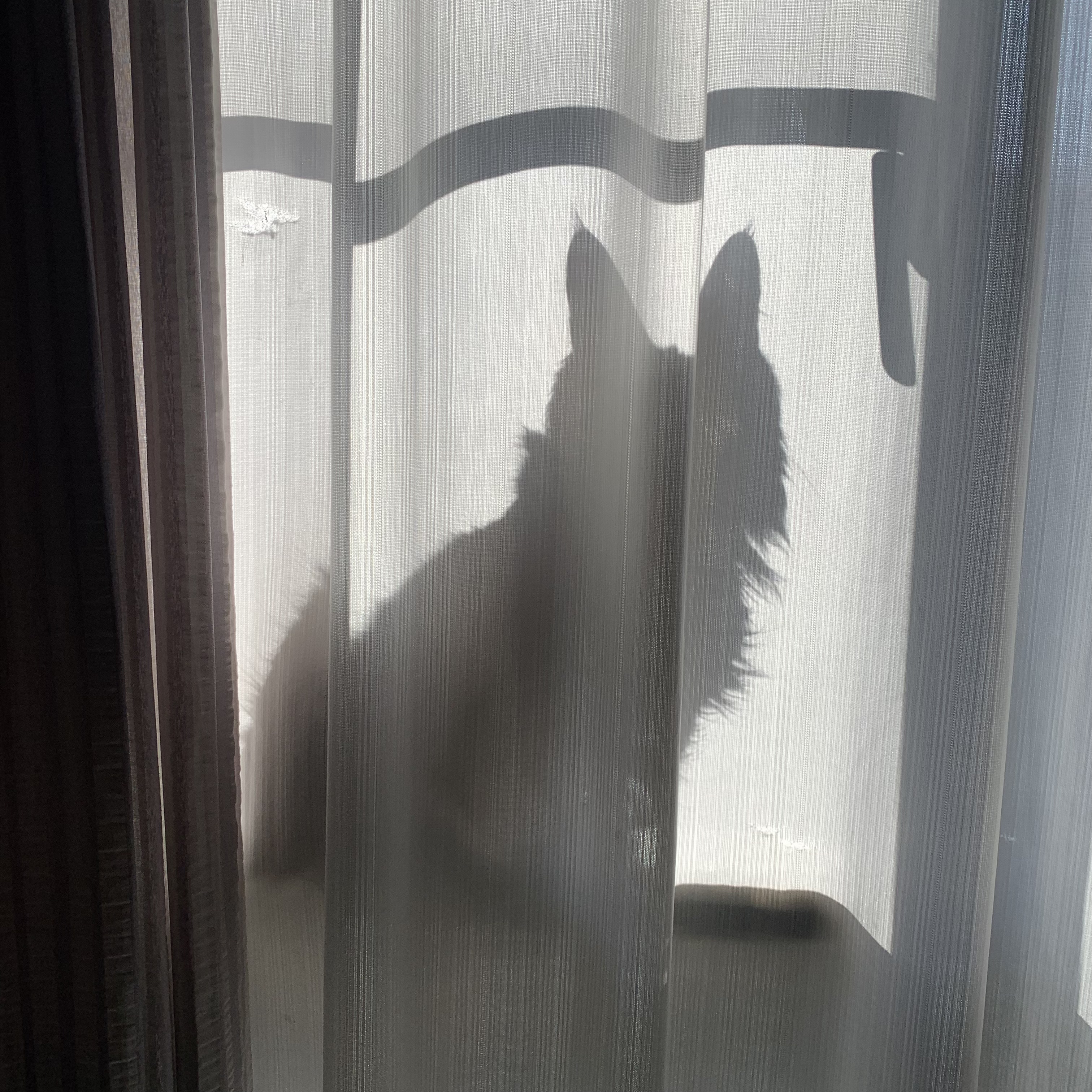 有亜のチラ裏♣️さんちの猫ちゃん