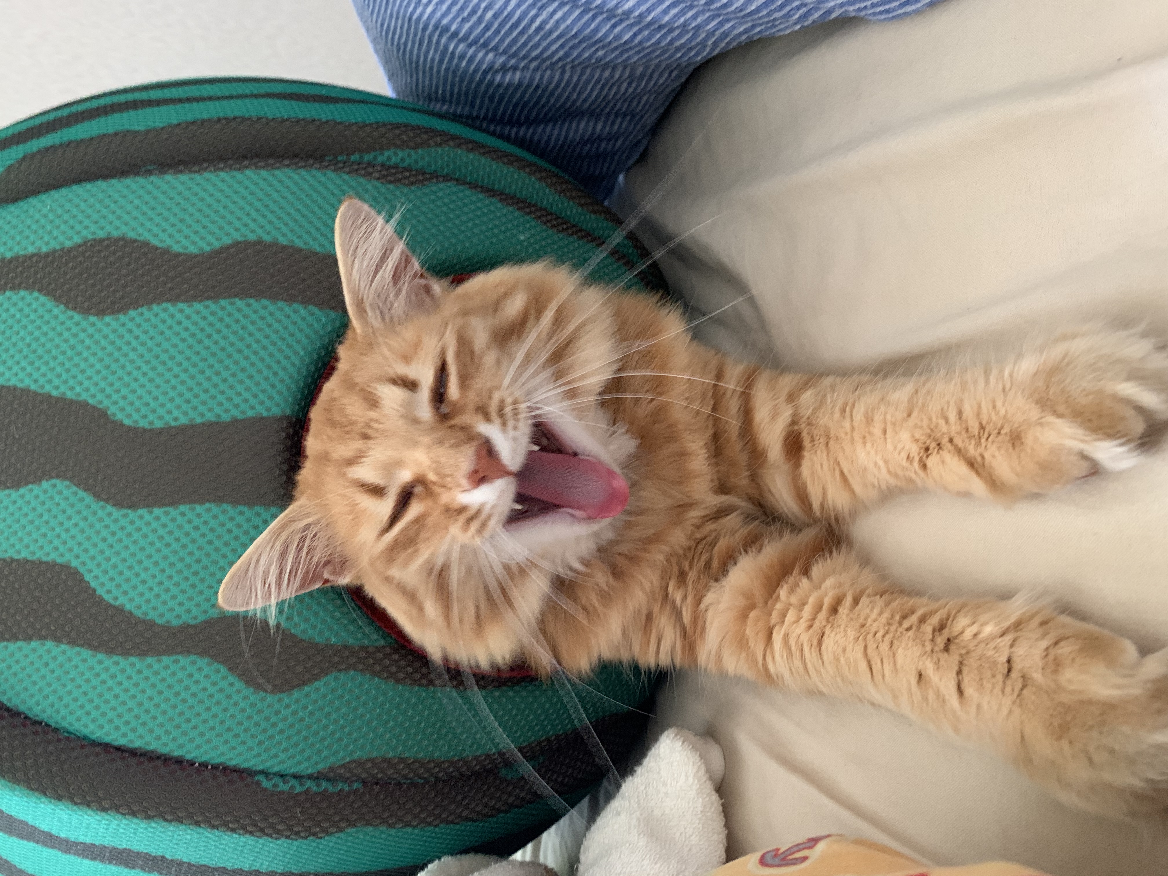 ぴょんさんちの猫ちゃん