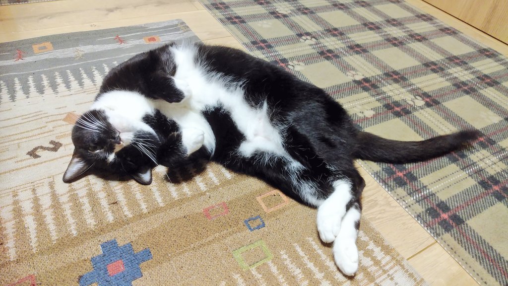 ながミサきさんちの猫ちゃん