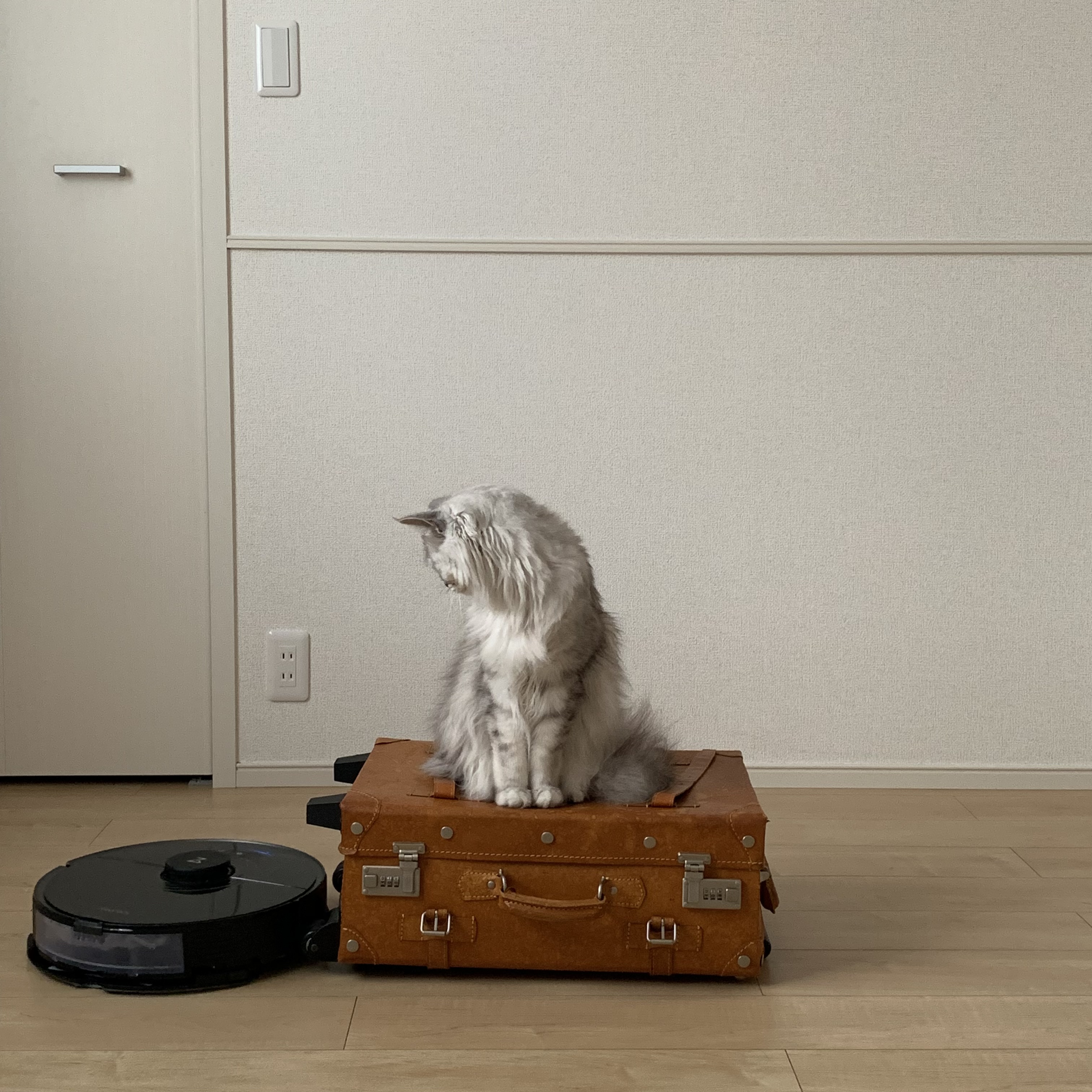 有亜のチラ裏♣️さんちの猫ちゃん