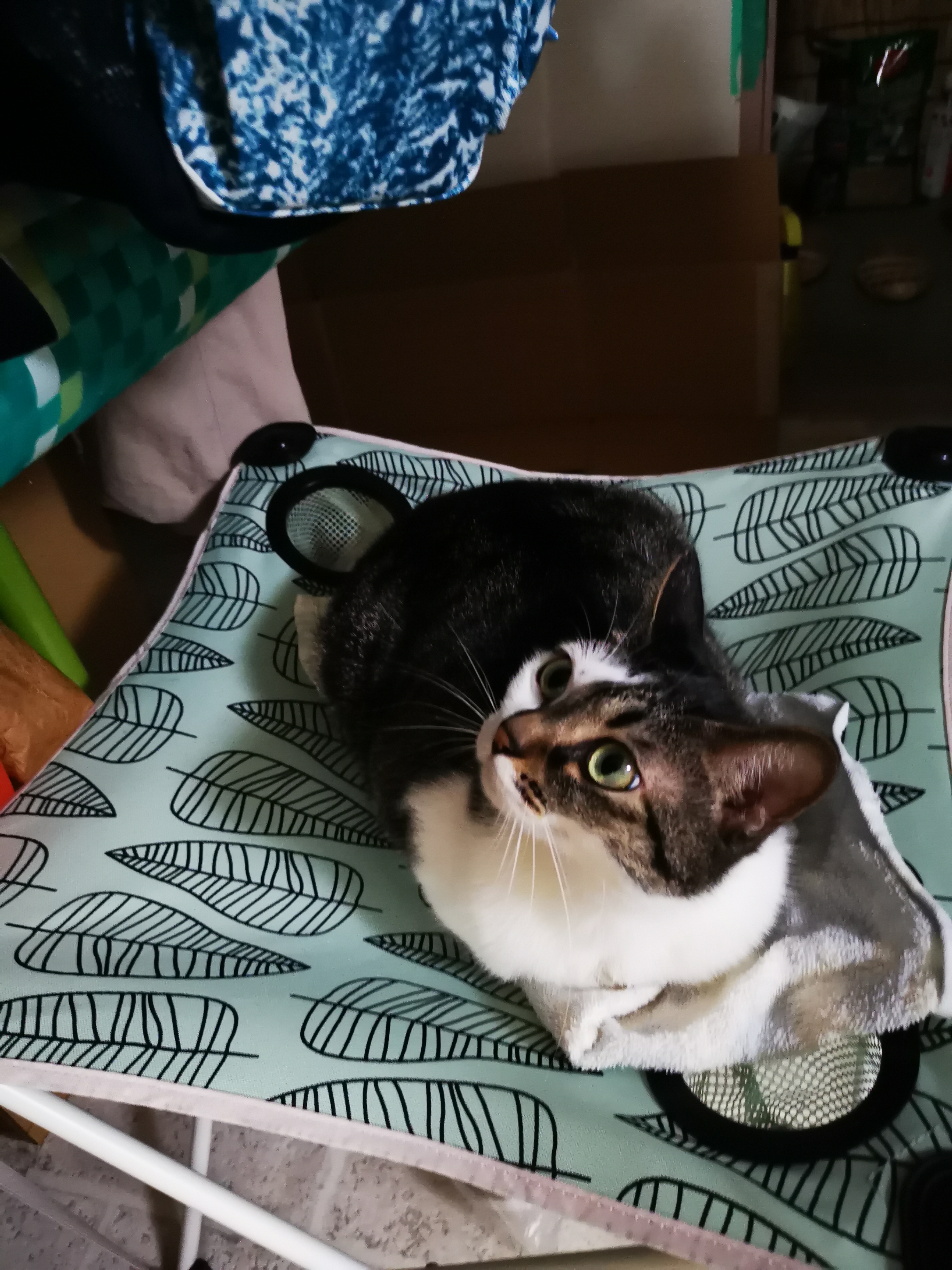 ででぽぽさんちの猫ちゃん