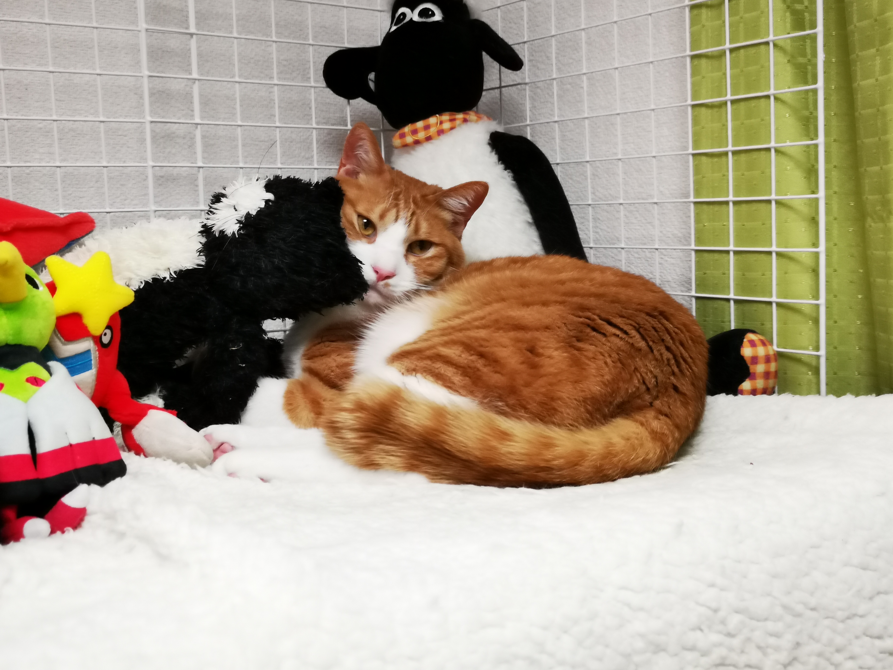 ででぽぽさんちの猫ちゃん
