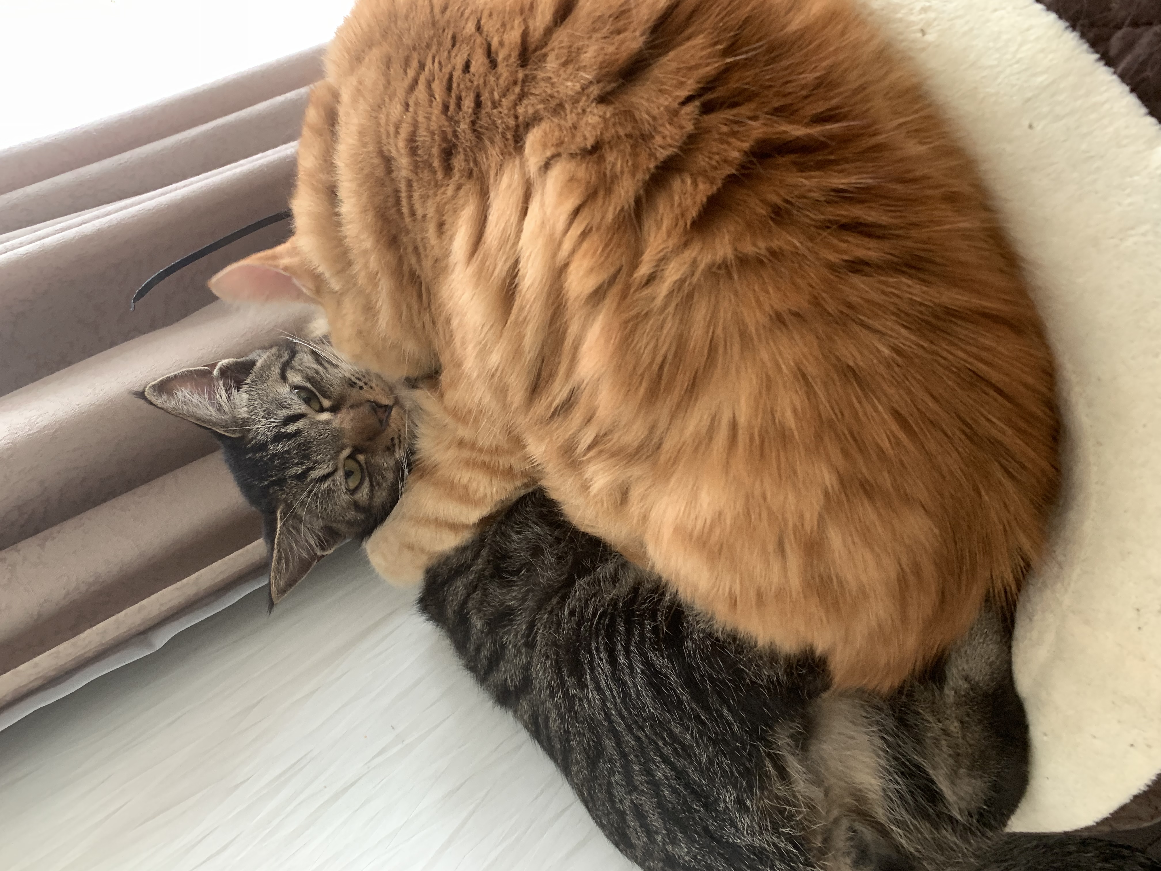 ぴょんさんちの猫ちゃん