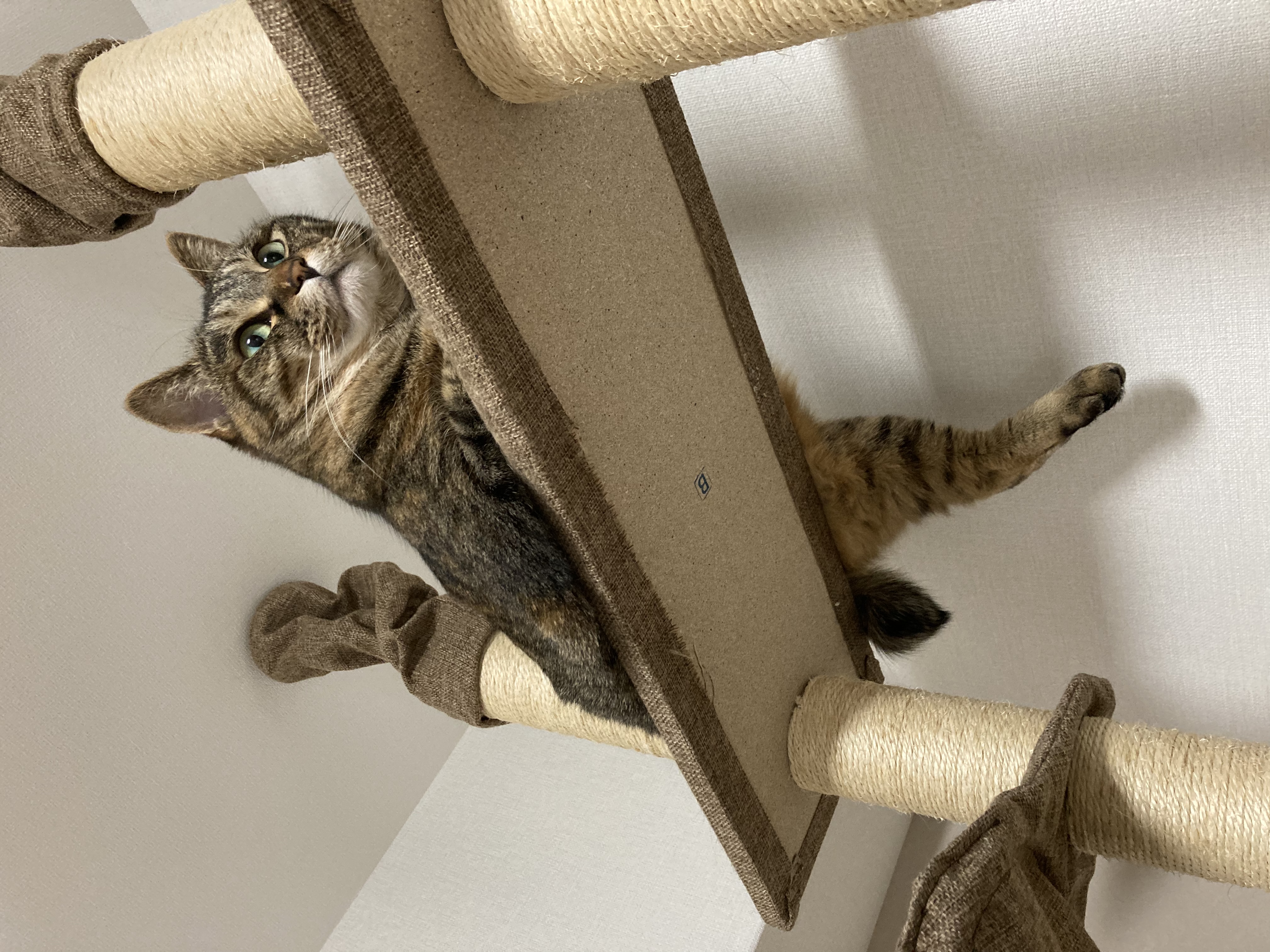 はる香さんちの猫ちゃん