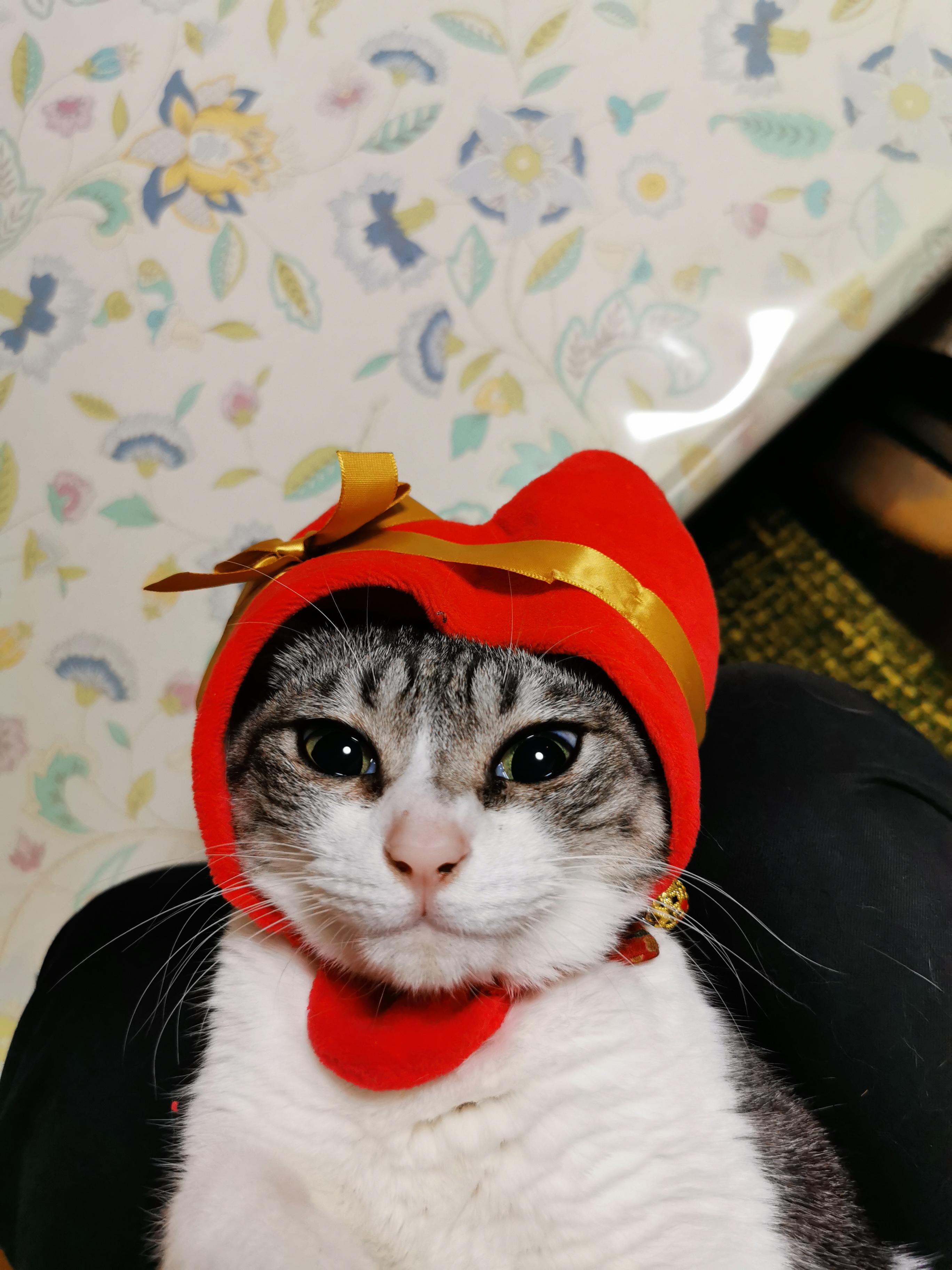 カトウベニ@ウサヅケさんちの猫ちゃん