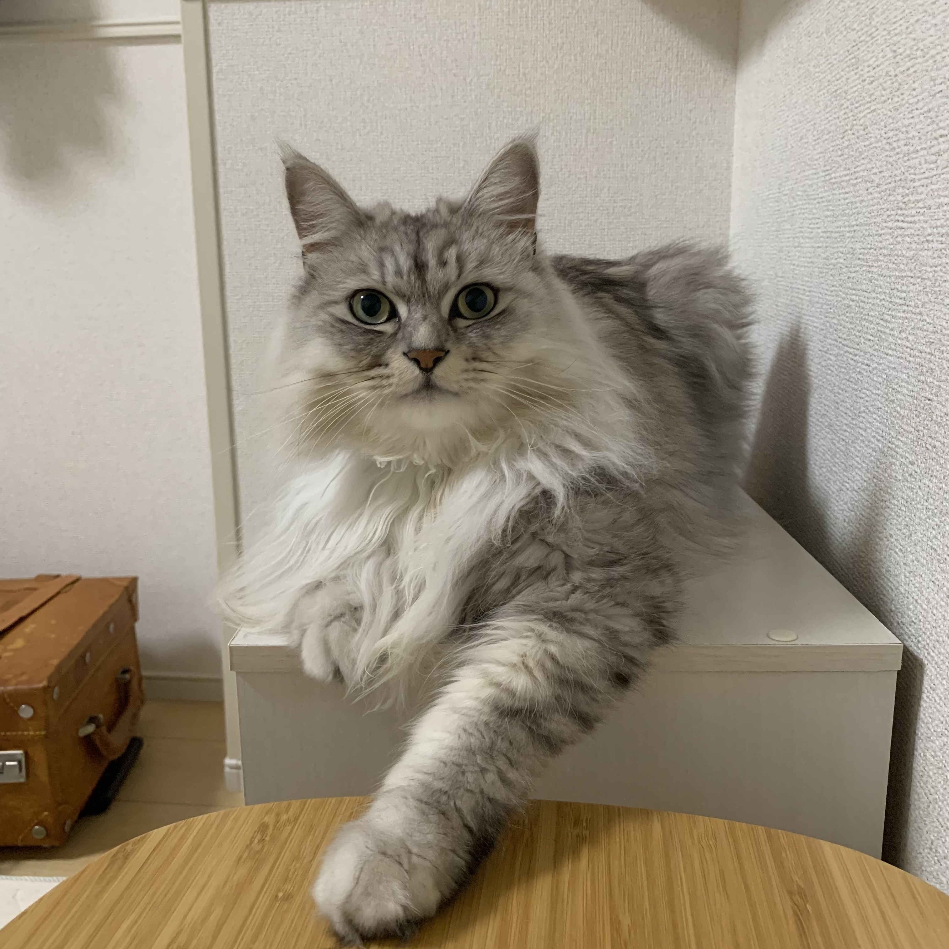 有亜のチラ裏♣️さんちの猫ちゃん