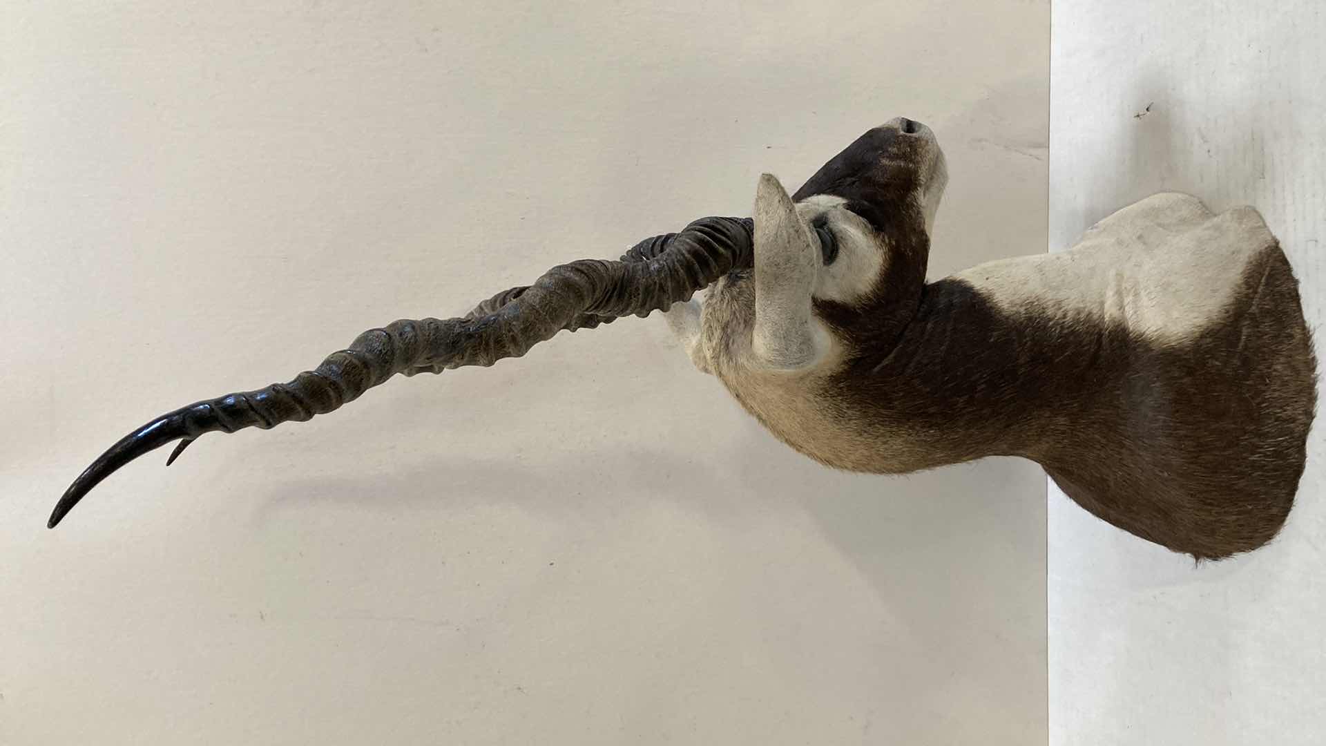 Photo 1 of BLACK BUCK INDIAN ANTELOPE 9” X 12” H 31”