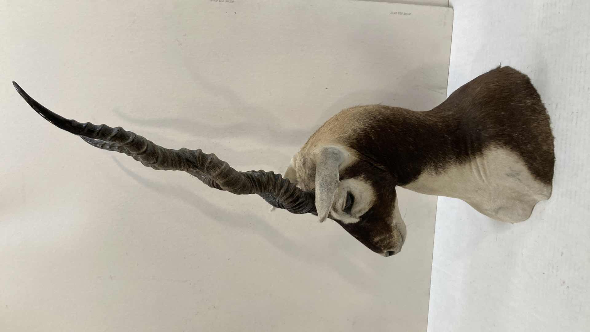 Photo 1 of BLACK BUCK INDIAN ANTELOPE 9” X 12” H 31”