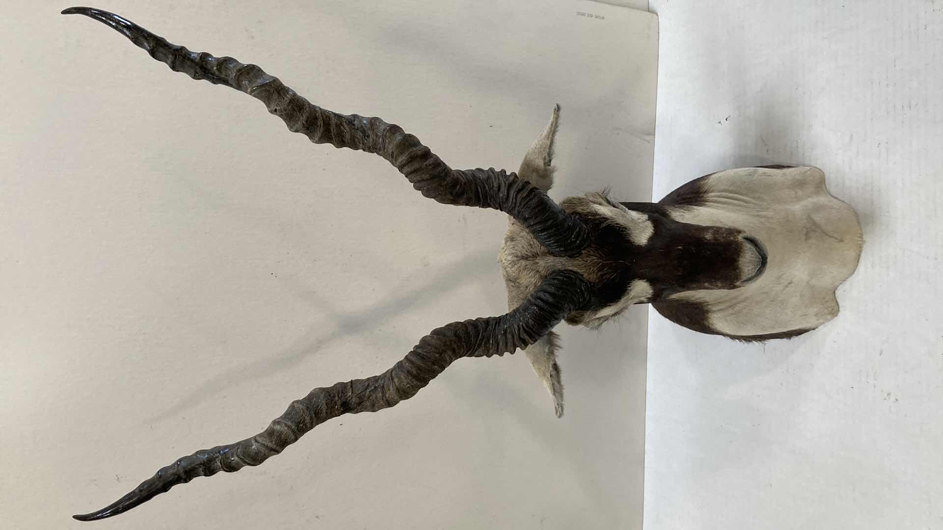 Photo 1 of BLACK BUCK INDIAN ANTELOPE 9” X 12” H 31”