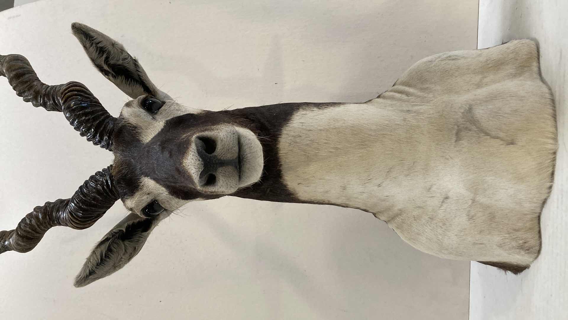 Photo 1 of BLACK BUCK INDIAN ANTELOPE 9” X 12” H 31”