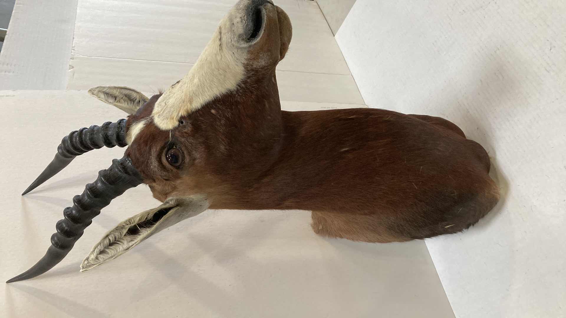 Photo 1 of BLEBOK 9” X 19” H 31”