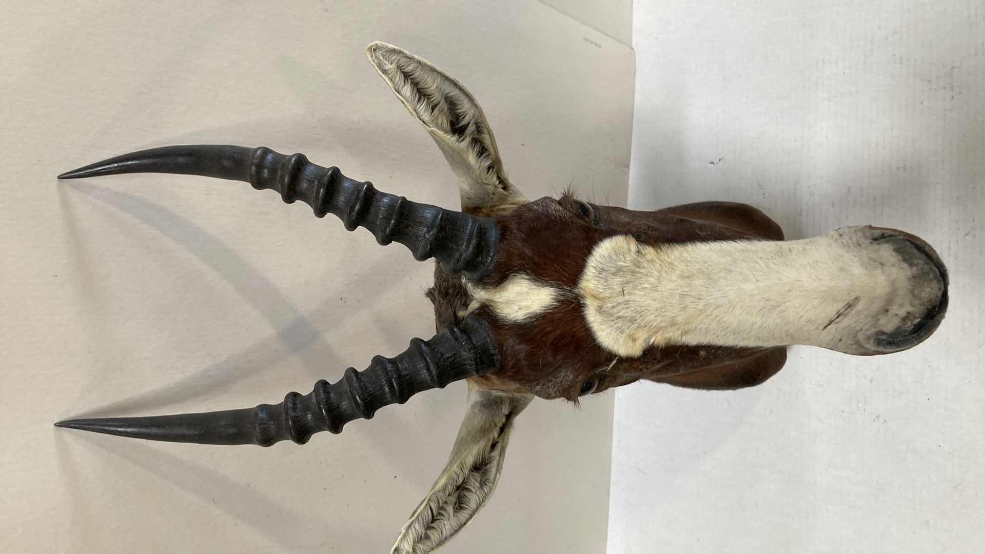 Photo 1 of BLEBOK 9” X 19” H 31”