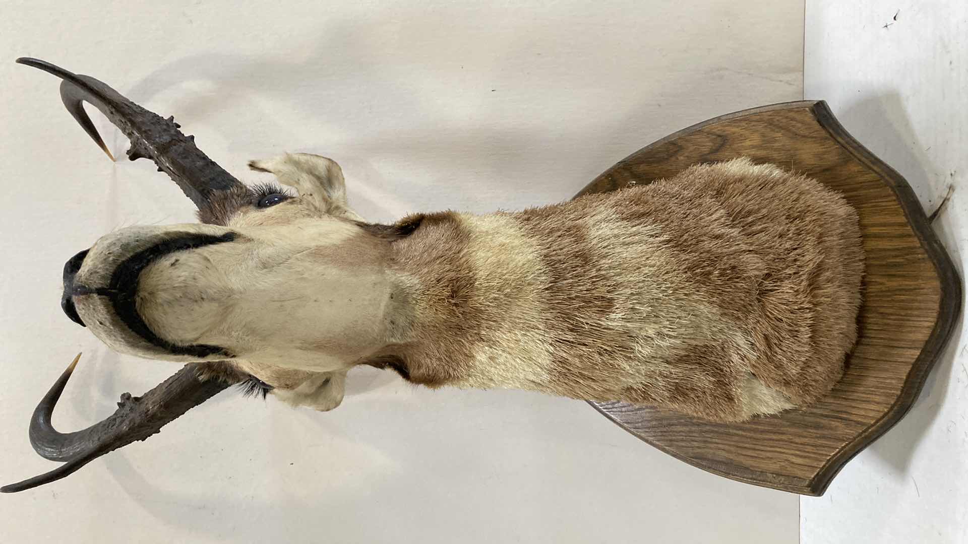 Photo 1 of PRONG HORN 11.5” X 18” H 31”