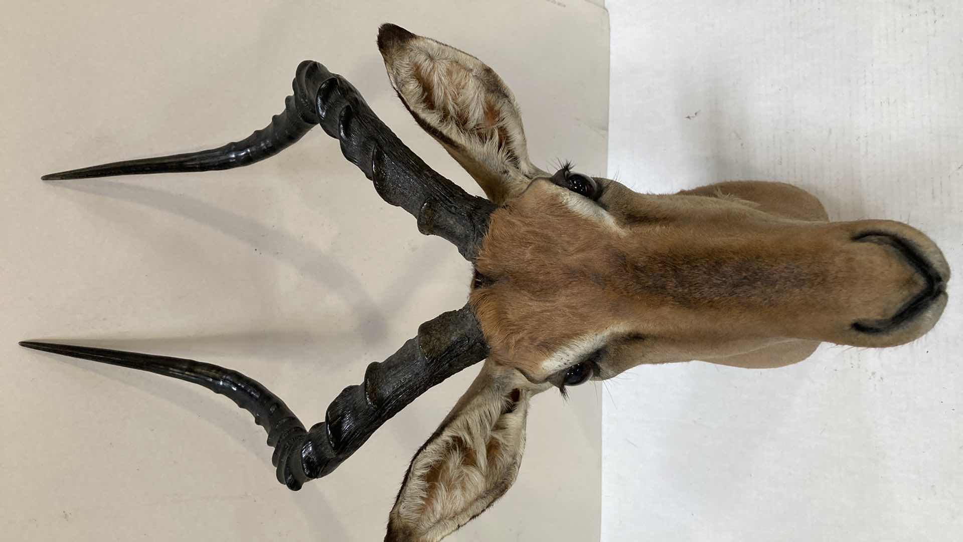 Photo 1 of BLACK FACED IMPALA 8” X 19” H 33”