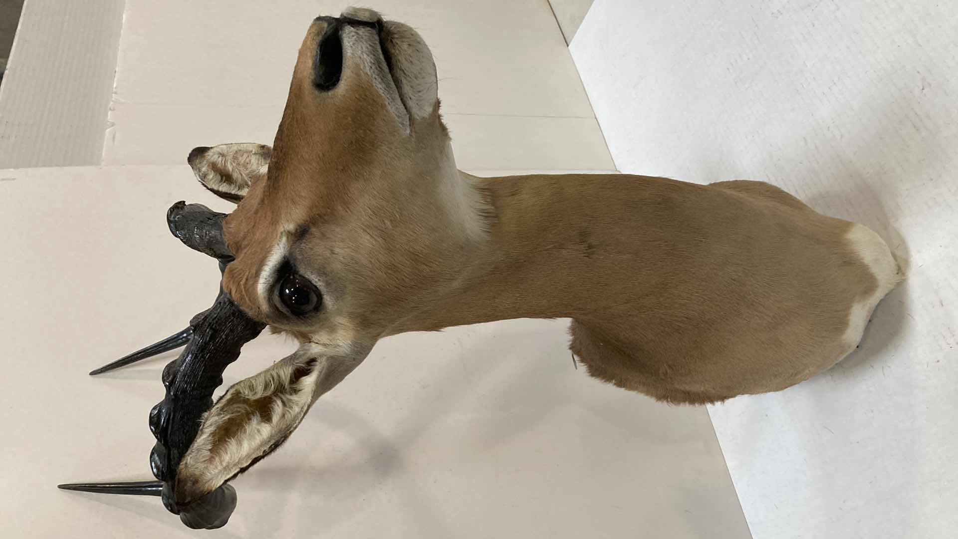 Photo 1 of BLACK FACED IMPALA 8” X 19” H 33”