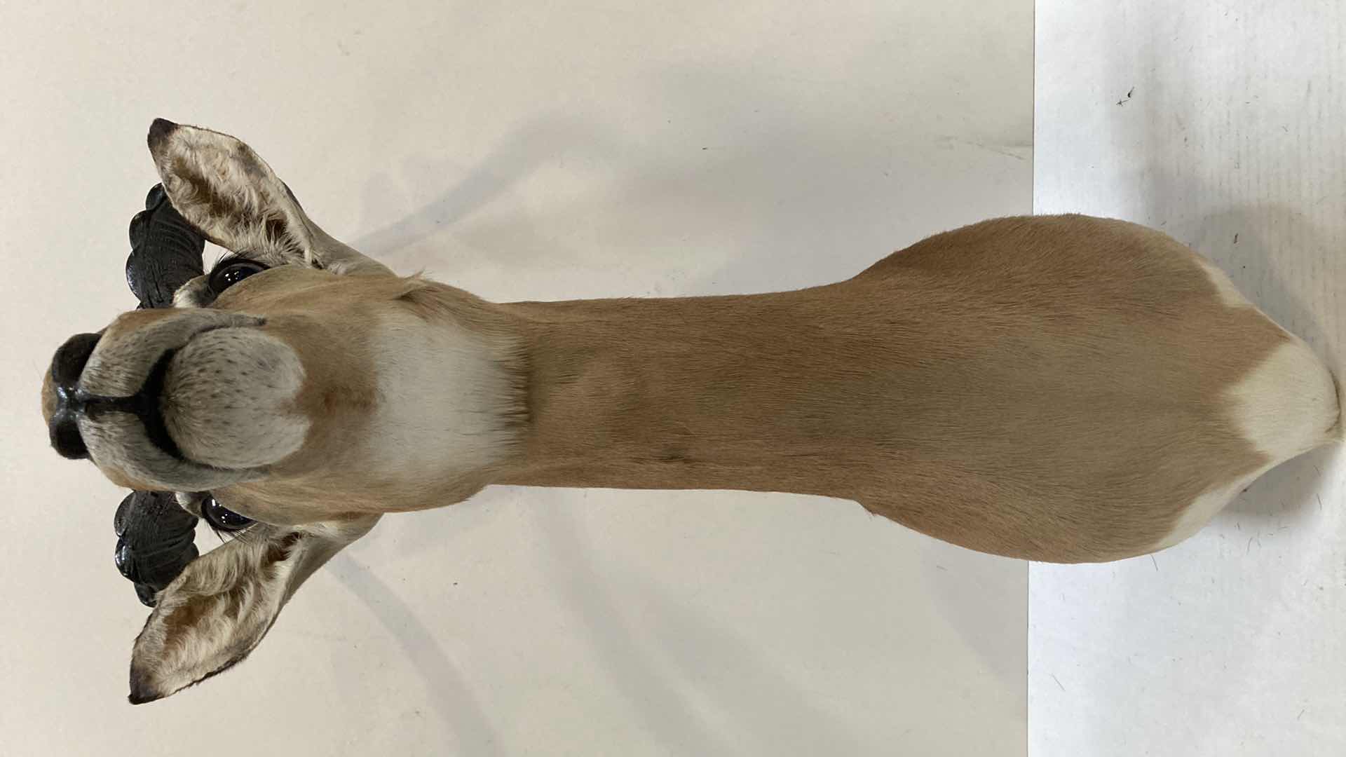 Photo 1 of BLACK FACED IMPALA 8” X 19” H 33”