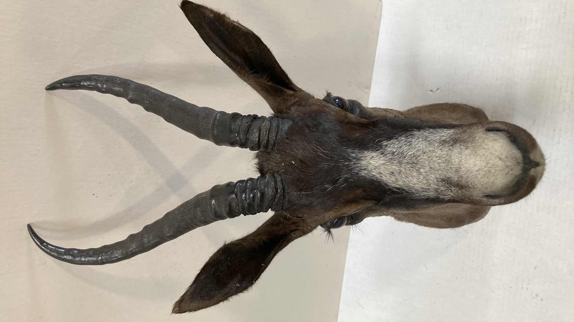 Photo 1 of BLEBOK 8” X 16” H 27”