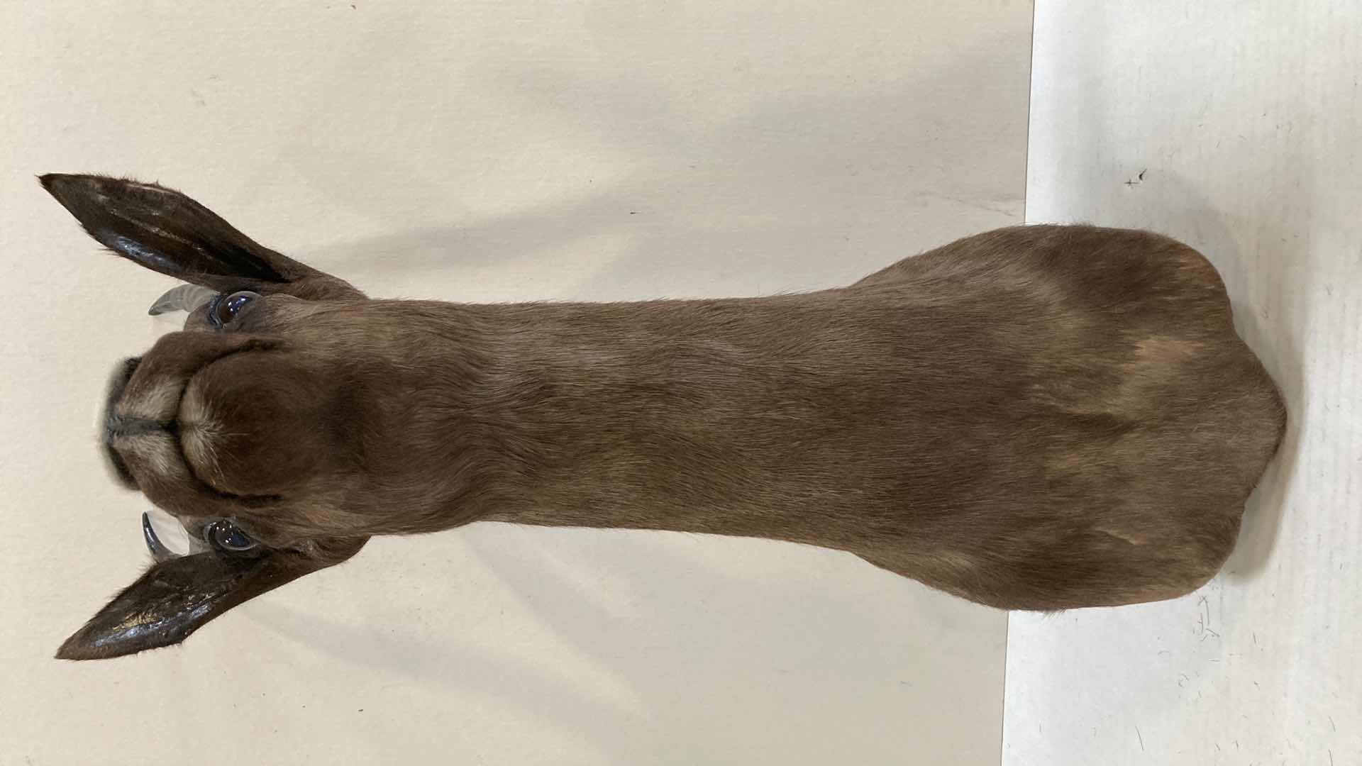 Photo 1 of BLEBOK 8” X 16” H 27”