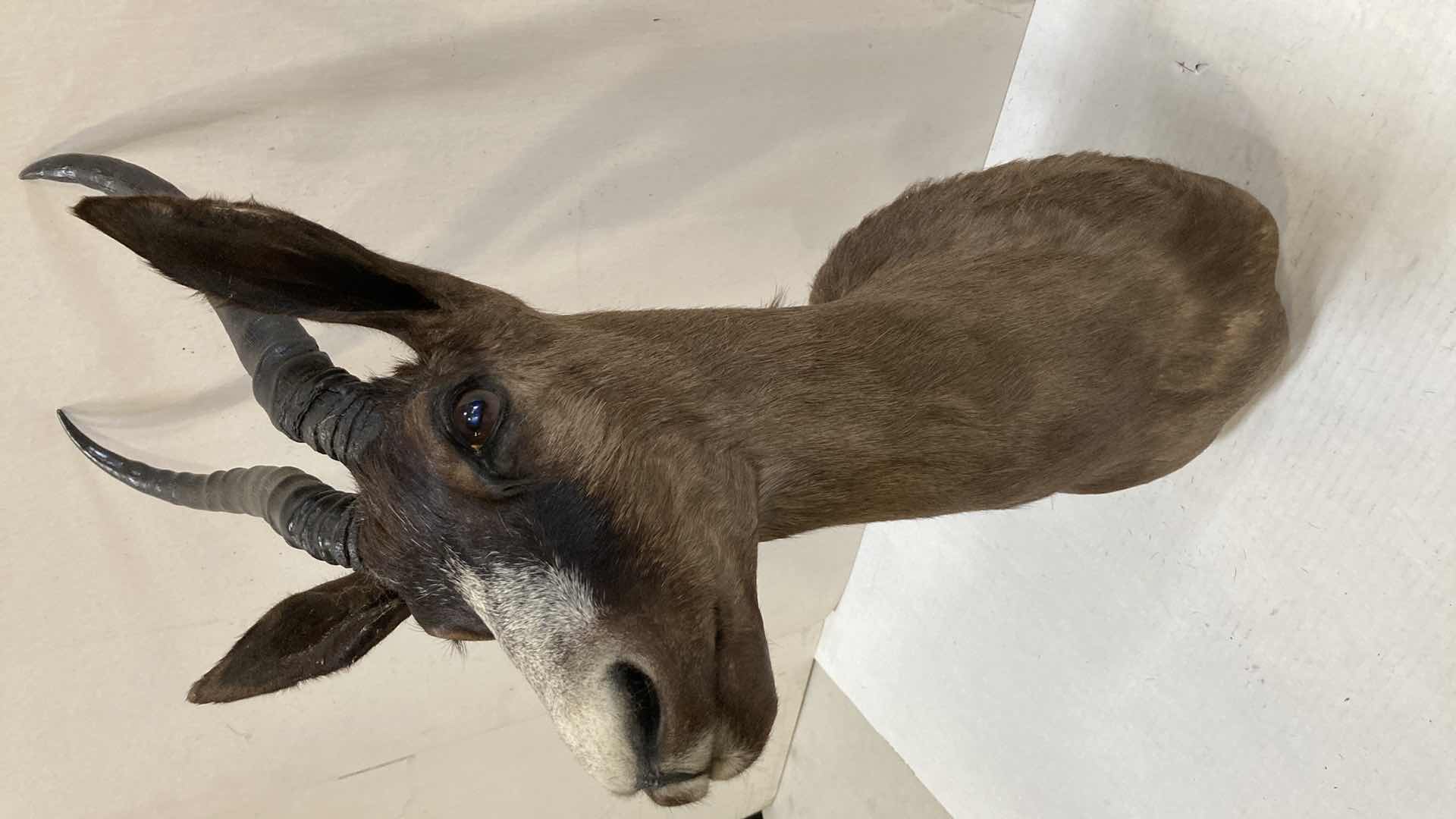 Photo 1 of BLEBOK 8” X 16” H 27”