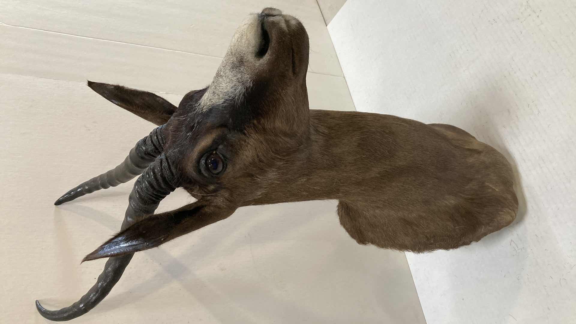 Photo 1 of BLEBOK 8” X 16” H 27”