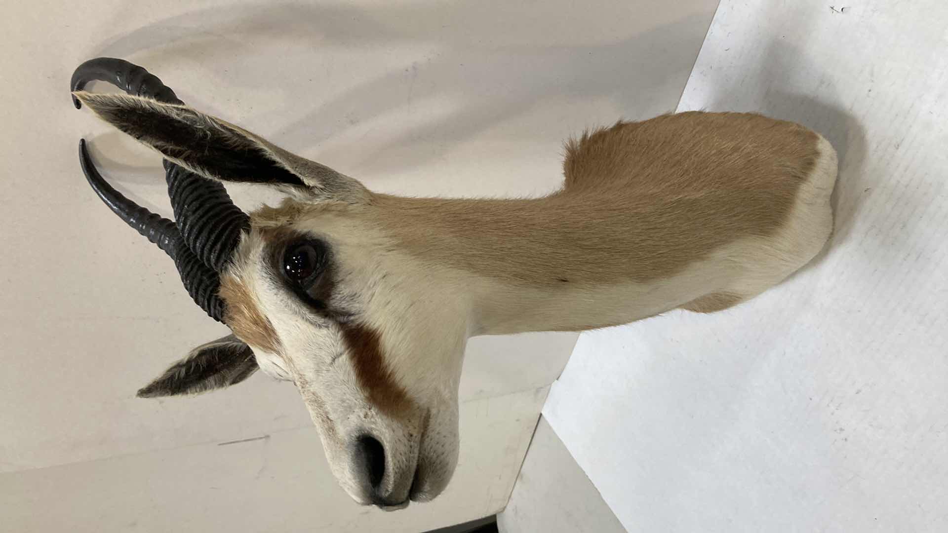 Photo 1 of AFRICAN SPRING BOK 9” X 15” H 27”