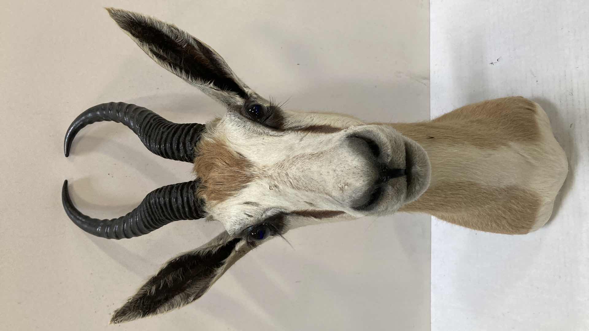 Photo 1 of AFRICAN SPRING BOK 9” X 15” H 27”