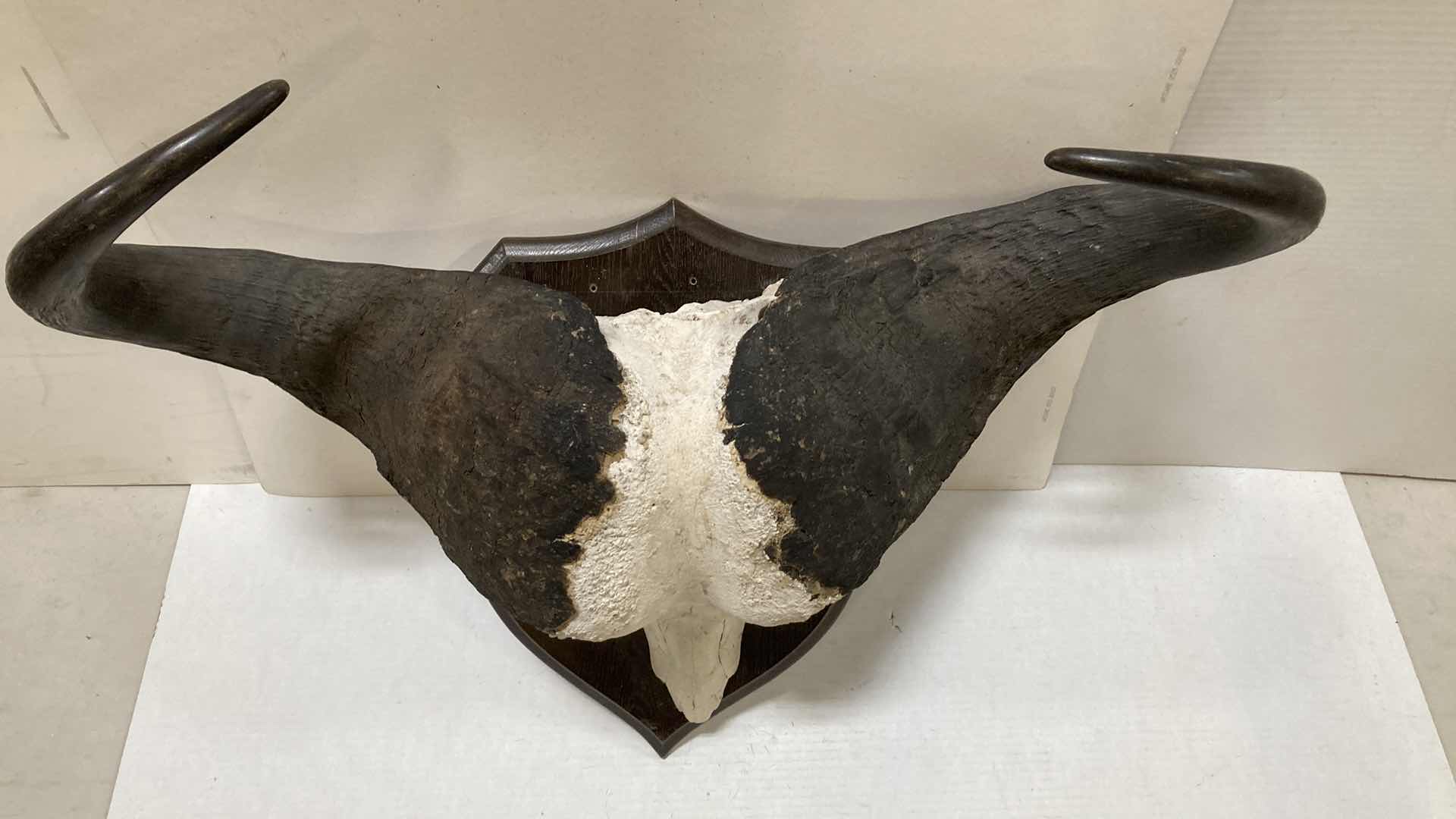 Photo 1 of CAPE WATER BUFFALO SKULL ON WOOD MOUNT 34” X 11” H 24”