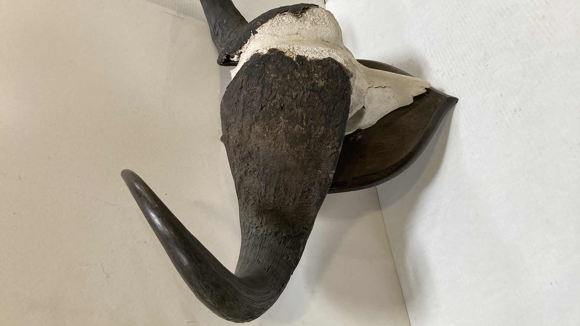 Photo 1 of CAPE WATER BUFFALO SKULL ON WOOD MOUNT 34” X 11” H 24”