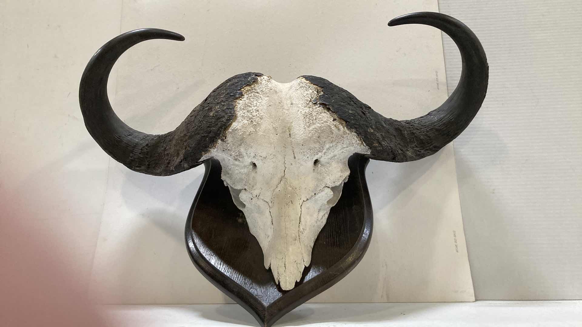 Photo 1 of CAPE WATER BUFFALO SKULL ON WOOD MOUNT 34” X 11” H 24”