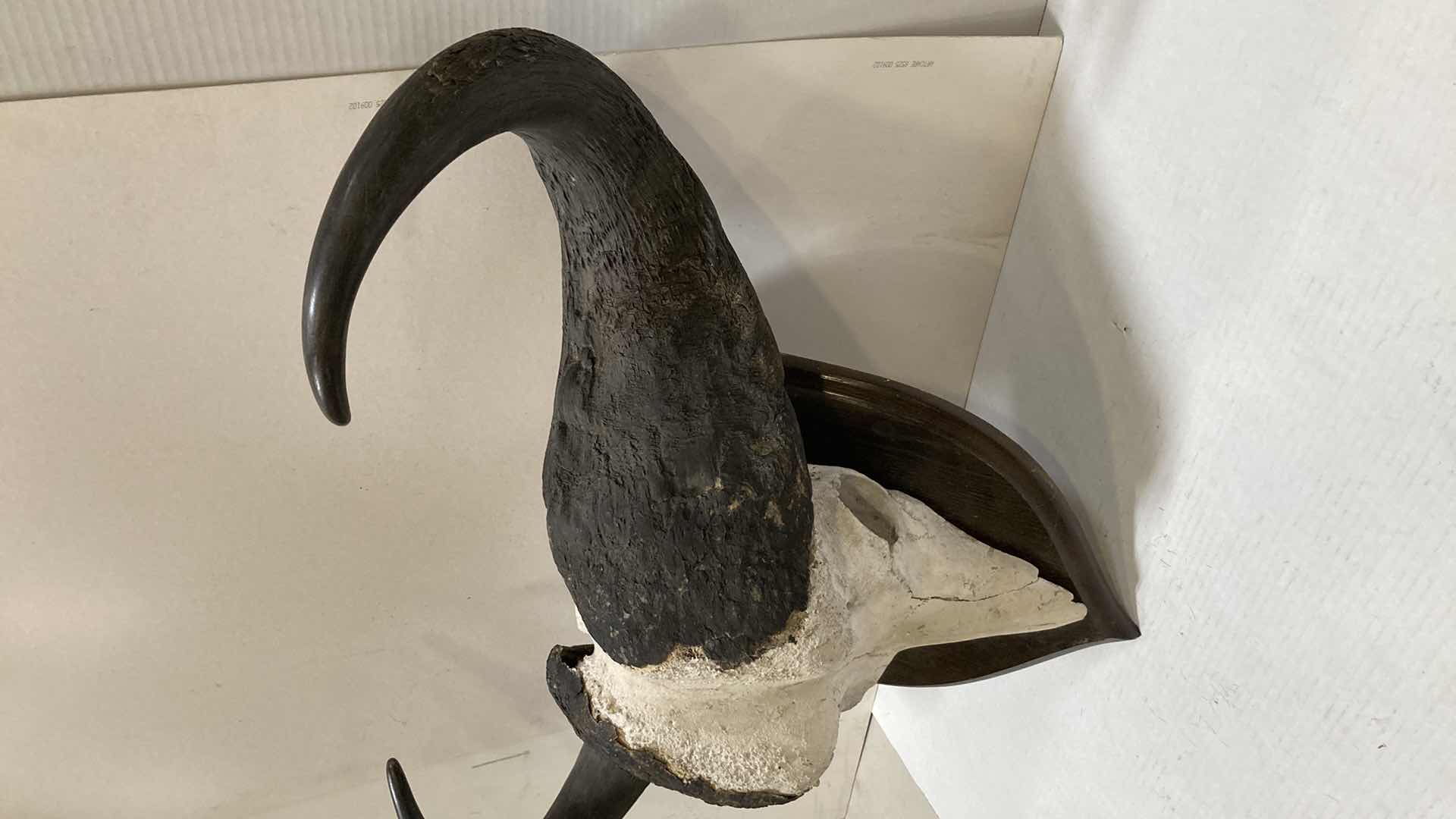 Photo 1 of CAPE WATER BUFFALO SKULL ON WOOD MOUNT 34” X 11” H 24”