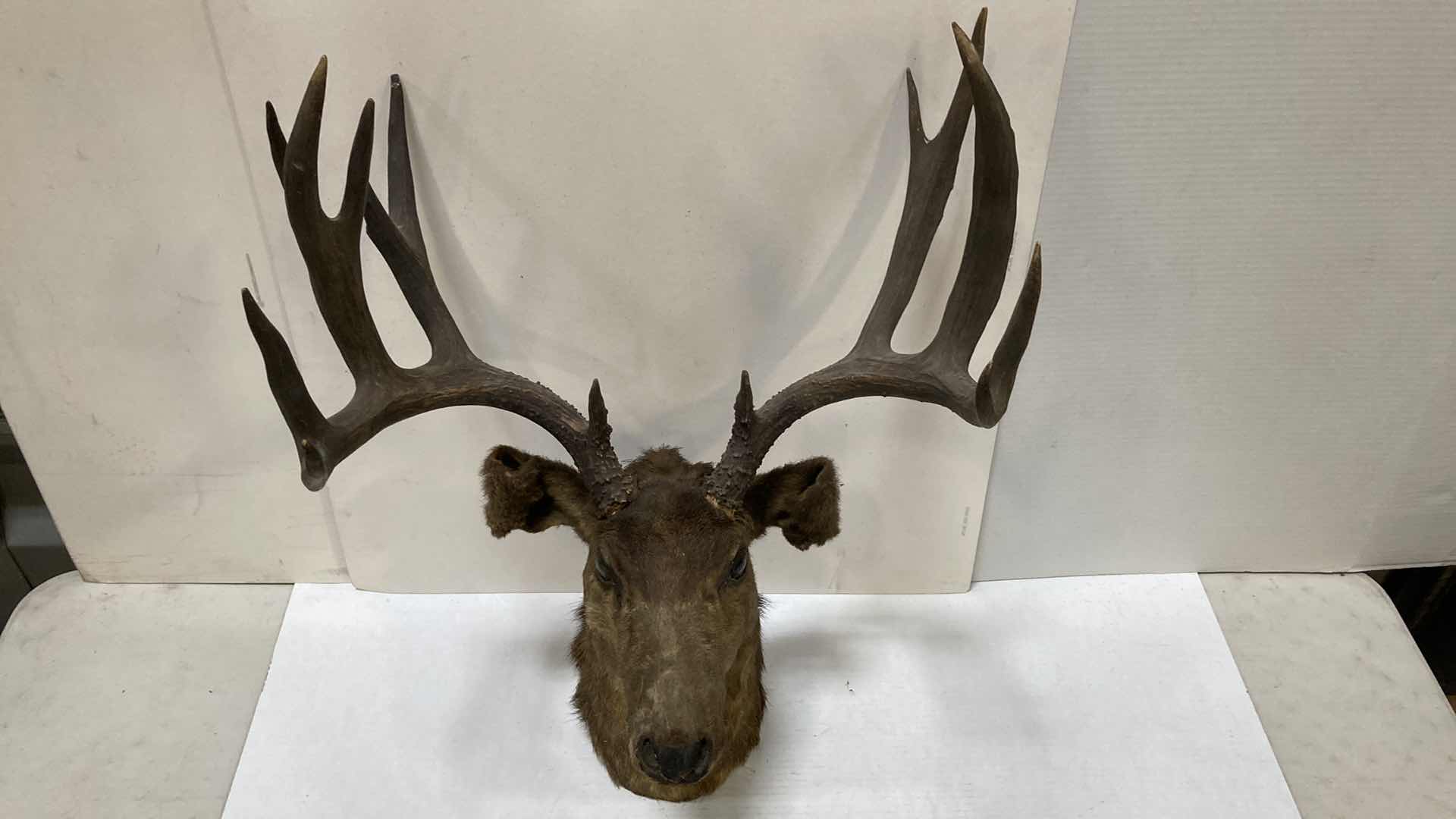 Photo 1 of ELK 24” X 15” H 32”