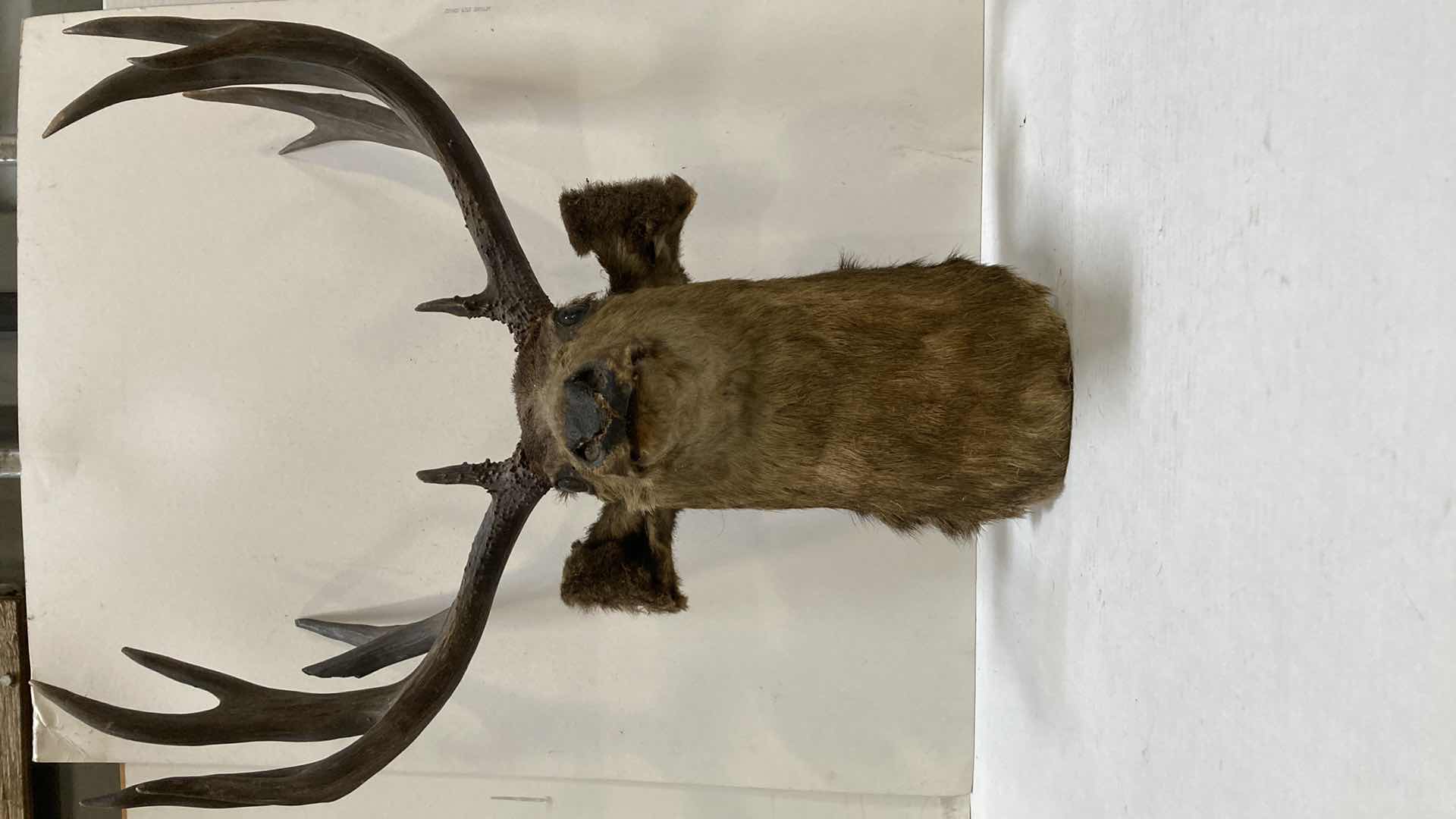 Photo 1 of ELK 24” X 15” H 32”