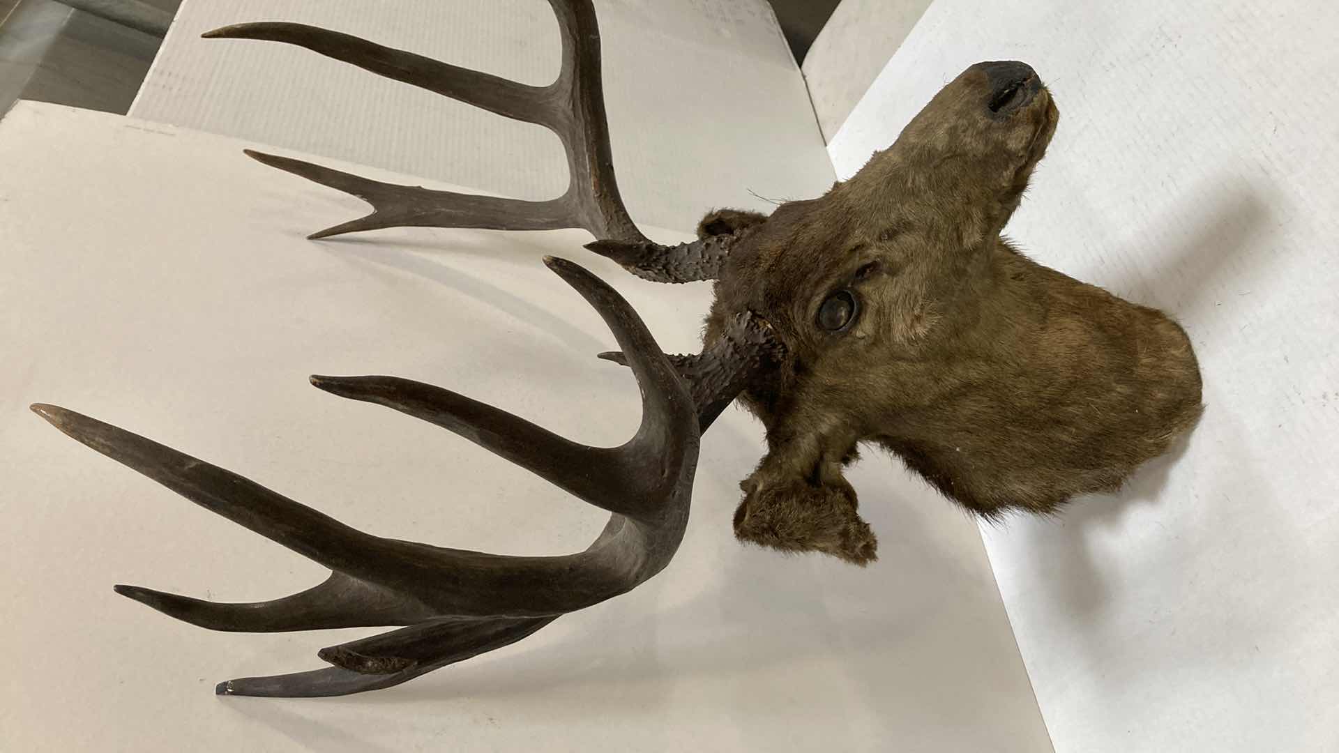 Photo 1 of ELK 24” X 15” H 32”