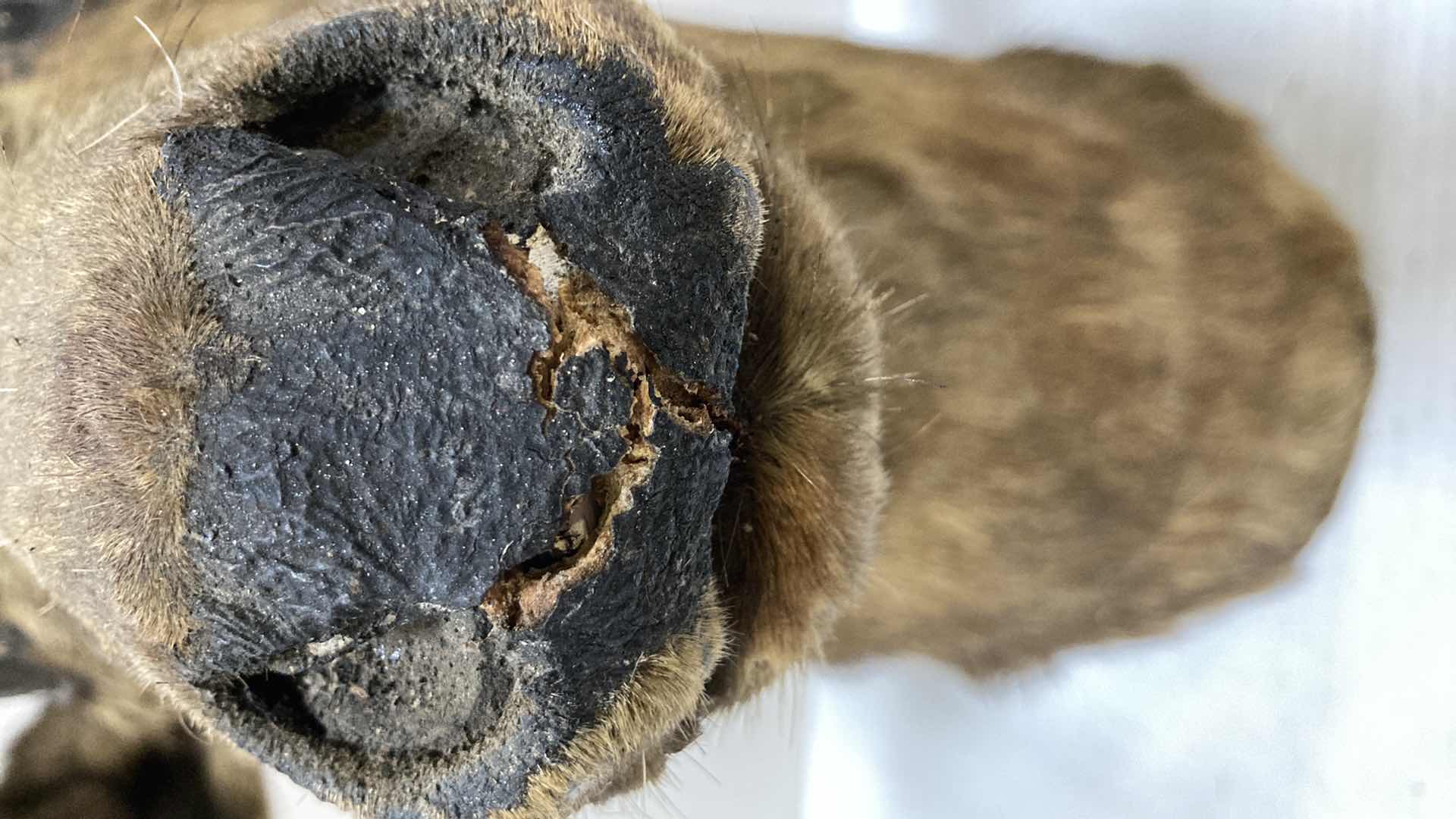 Photo 1 of ELK 24” X 15” H 32”