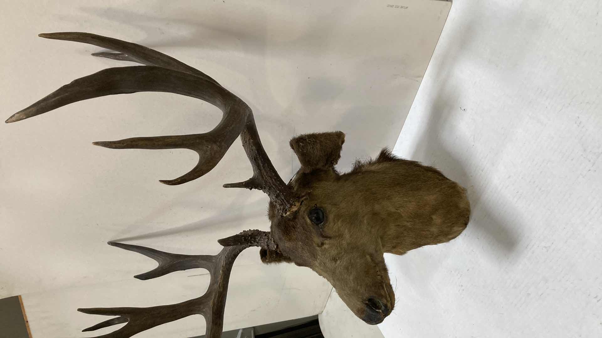 Photo 1 of ELK 24” X 15” H 32”