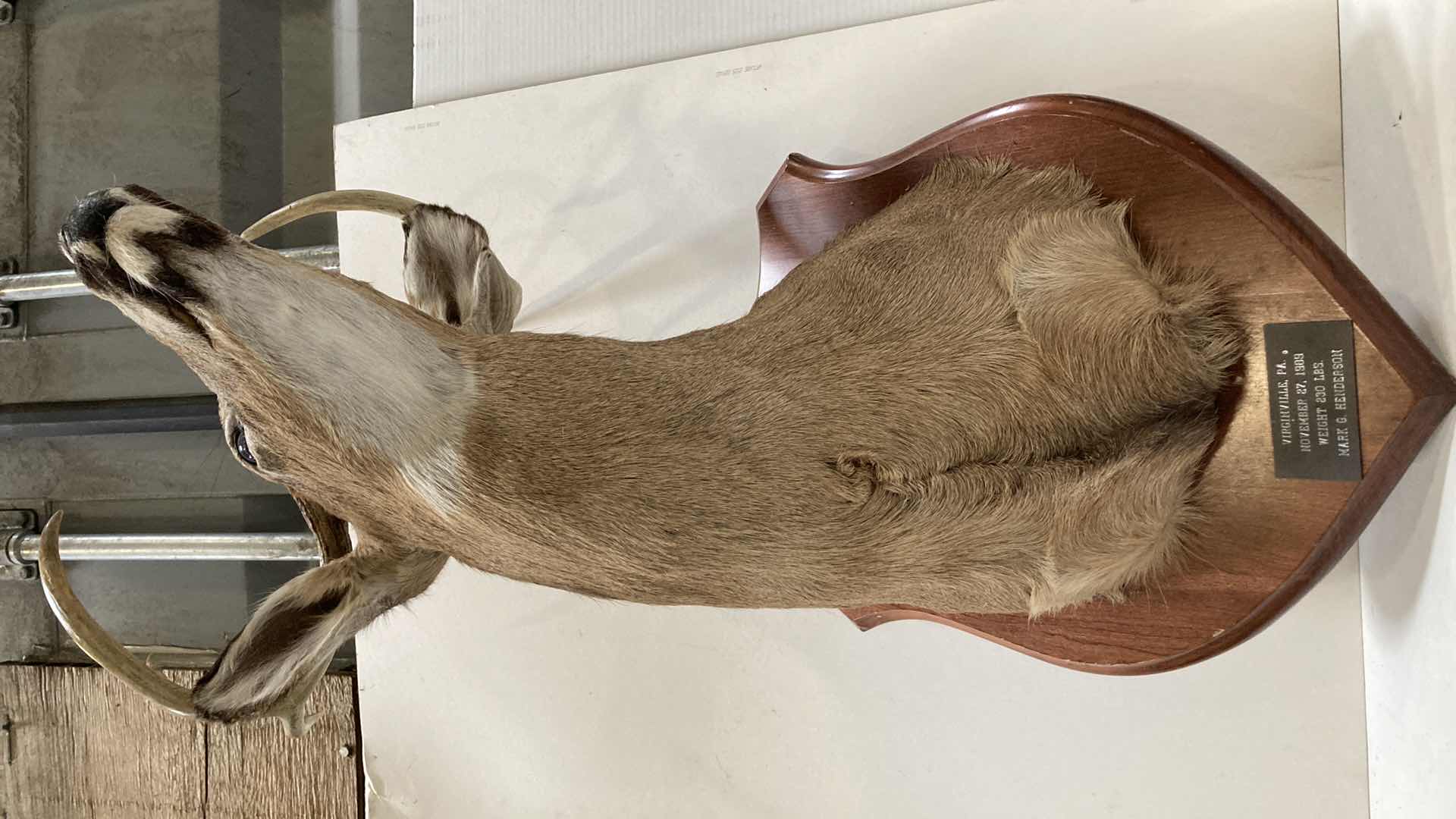 Photo 1 of WHITE TAIL DEER ON WOOD MOUNT NOV. 27TH 1989 VIRGINVILLE, PA MARK G. HENDERSON