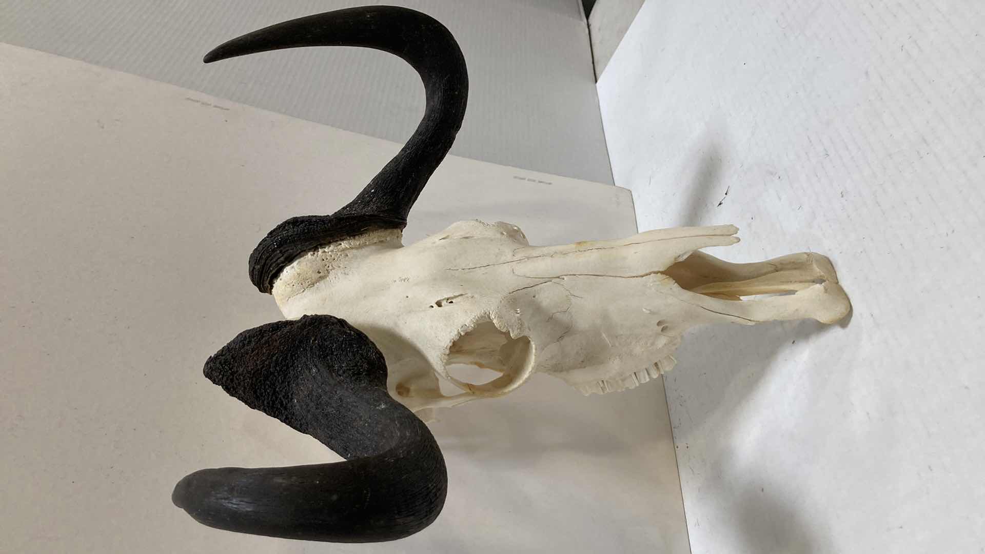 Photo 1 of CAPE BUFFALO SKULL