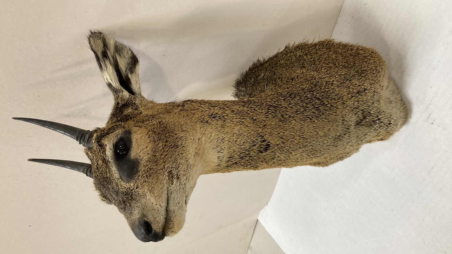 Photo 1 of ANTELOPE CAF 8” X 9” H 19”