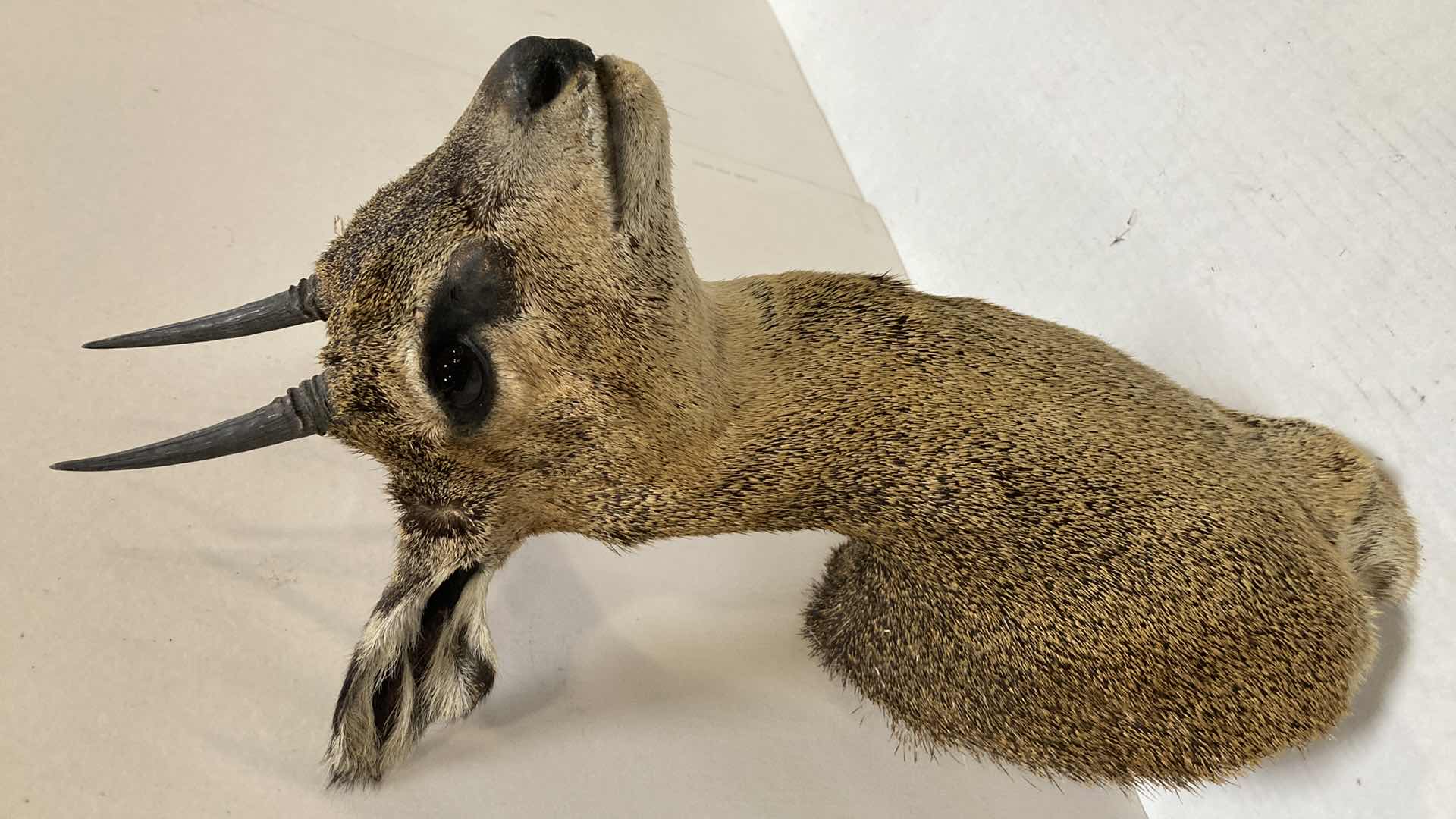 Photo 1 of ANTELOPE CAF 8” X 9” H 19”