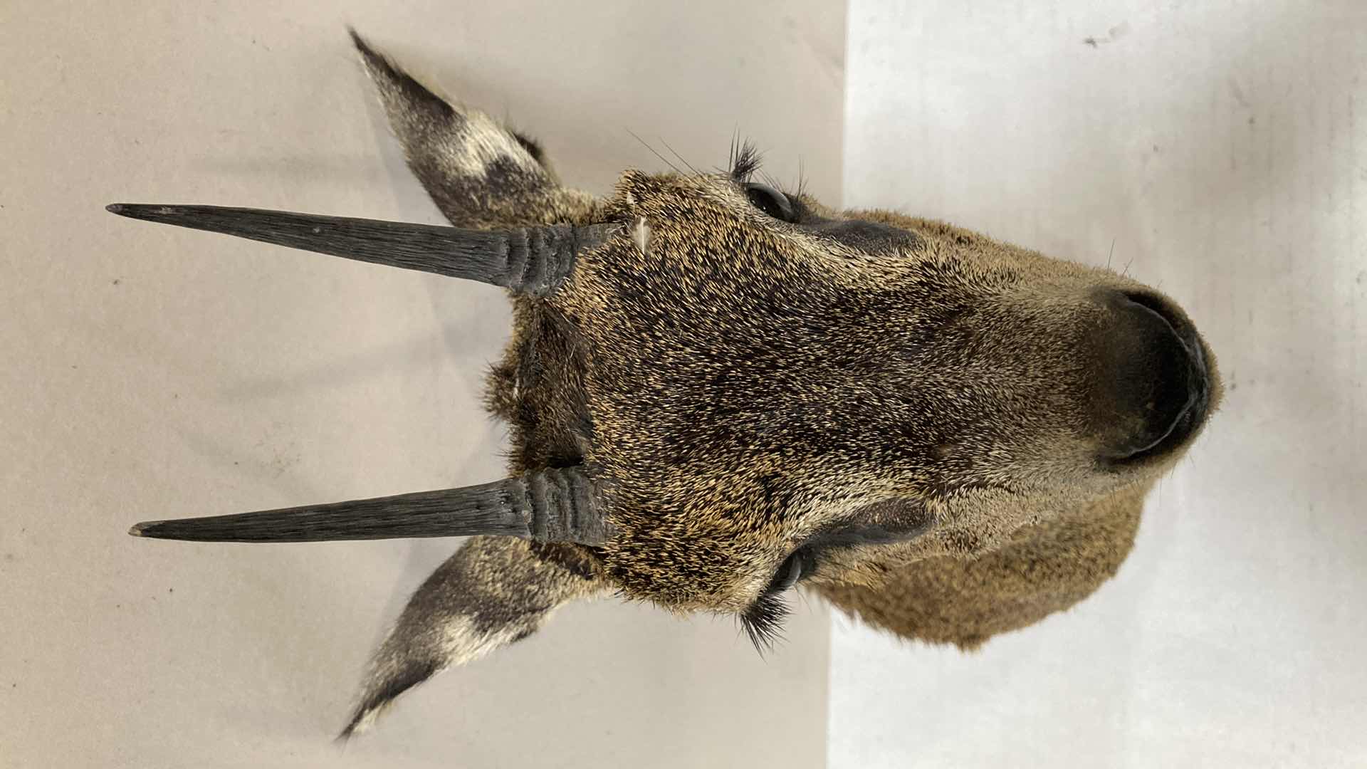 Photo 1 of ANTELOPE CAF 8” X 9” H 19”