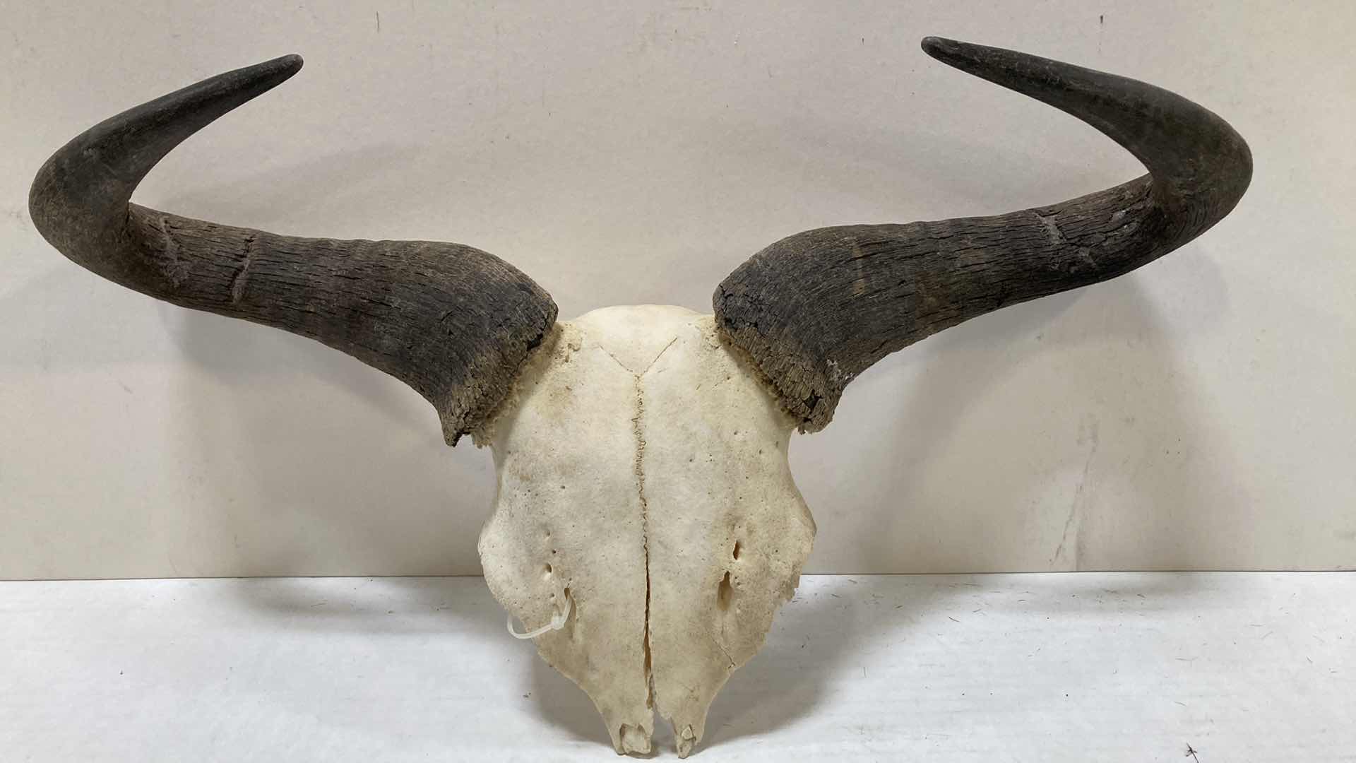 View 1 of GAZELLE ANTLERS ON HALF SKULL 21” X 6” H 12”