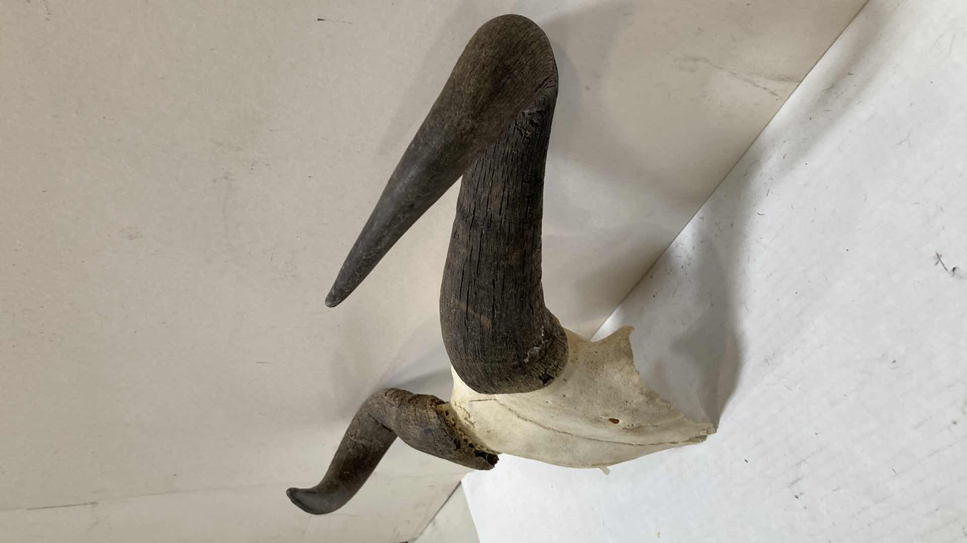 View 4 of GAZELLE ANTLERS ON HALF SKULL 21” X 6” H 12”
