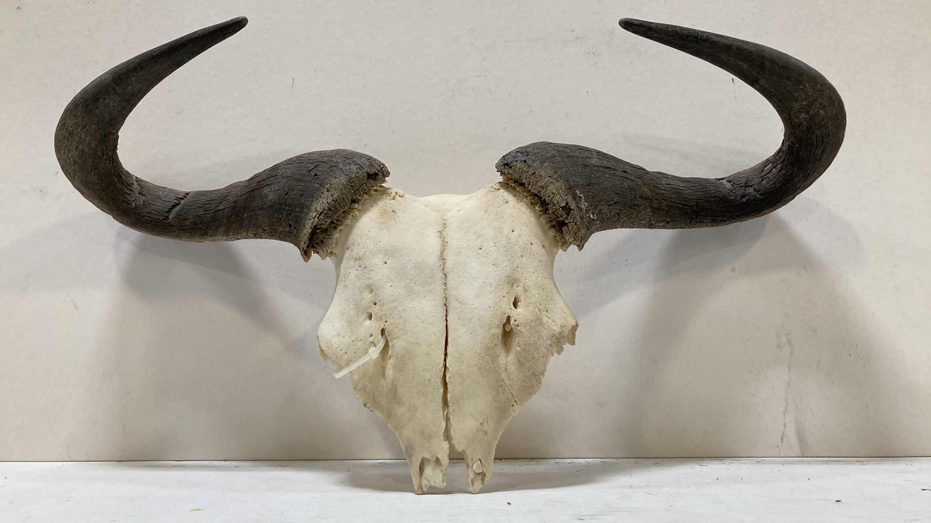 View 3 of GAZELLE ANTLERS ON HALF SKULL 21” X 6” H 12”