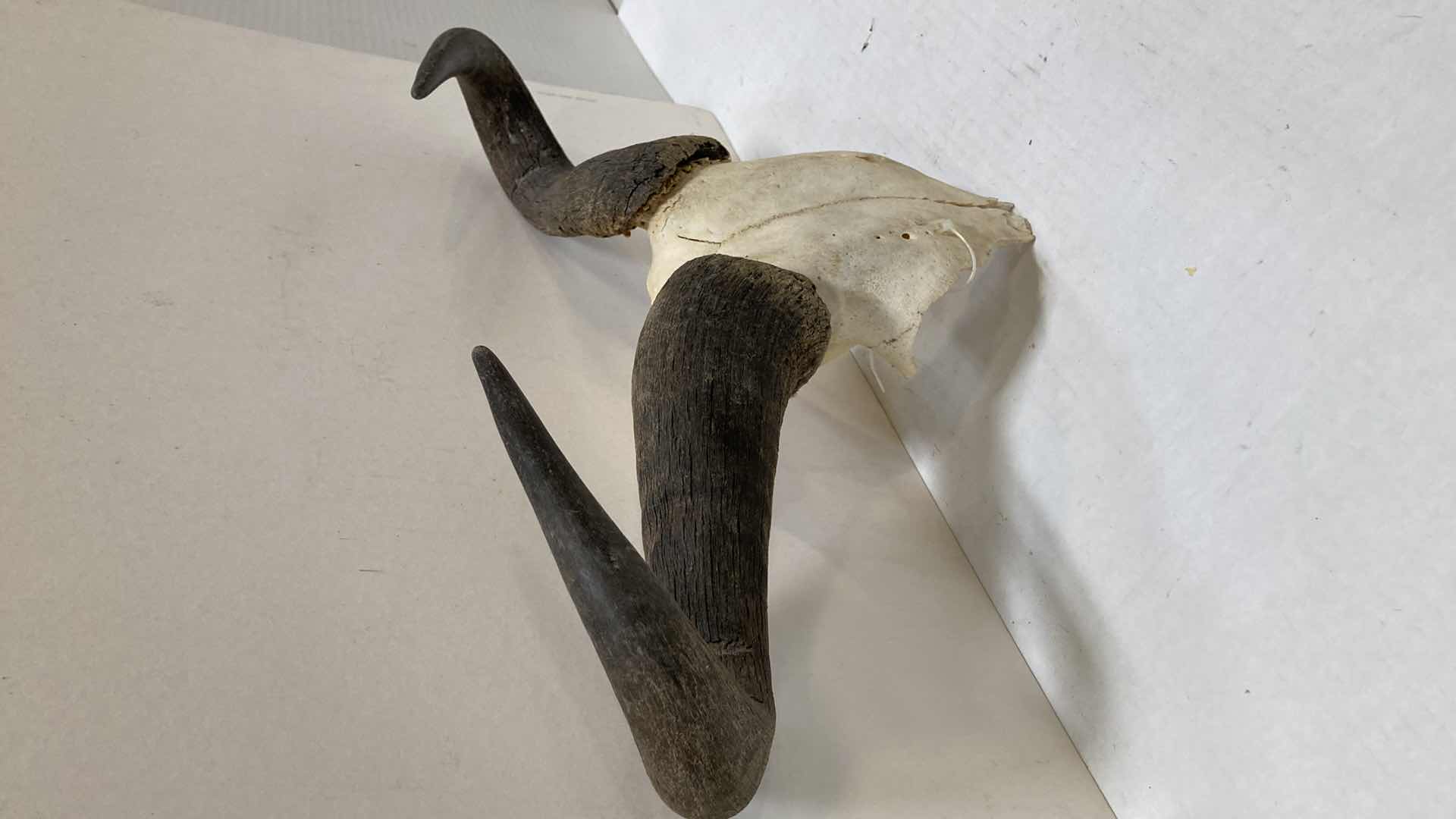 View 5 of GAZELLE ANTLERS ON HALF SKULL 21” X 6” H 12”