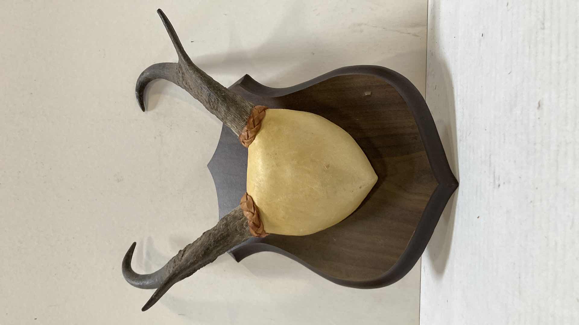 Photo 1 of PRONG HORN ANTELOPE ANTLERS ON WOOD MOUNT 12” X 6” H 15”