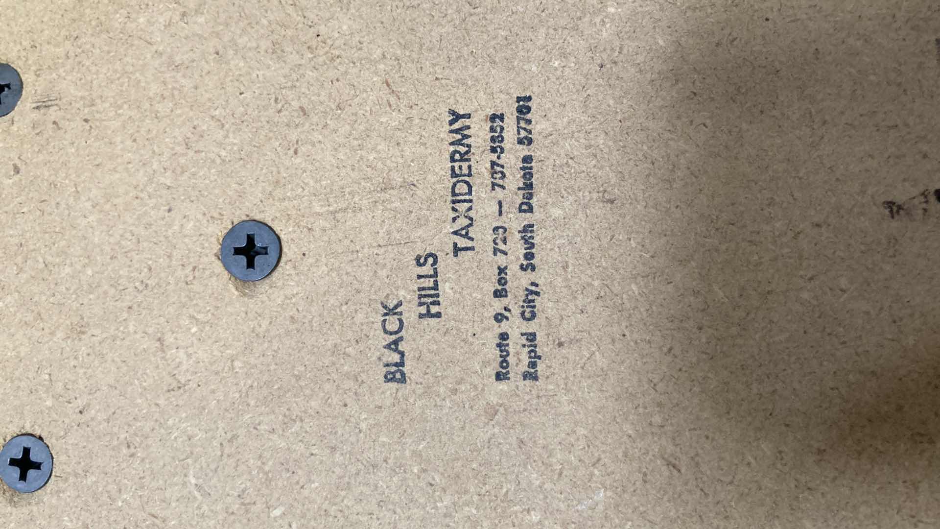 Photo 1 of PRONG HORN ANTELOPE ANTLERS ON WOOD MOUNT 12” X 6” H 15”