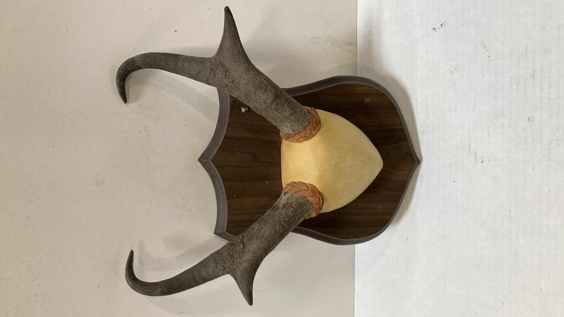 Photo 1 of PRONG HORN ANTELOPE ANTLERS ON WOOD MOUNT 12” X 6” H 15”